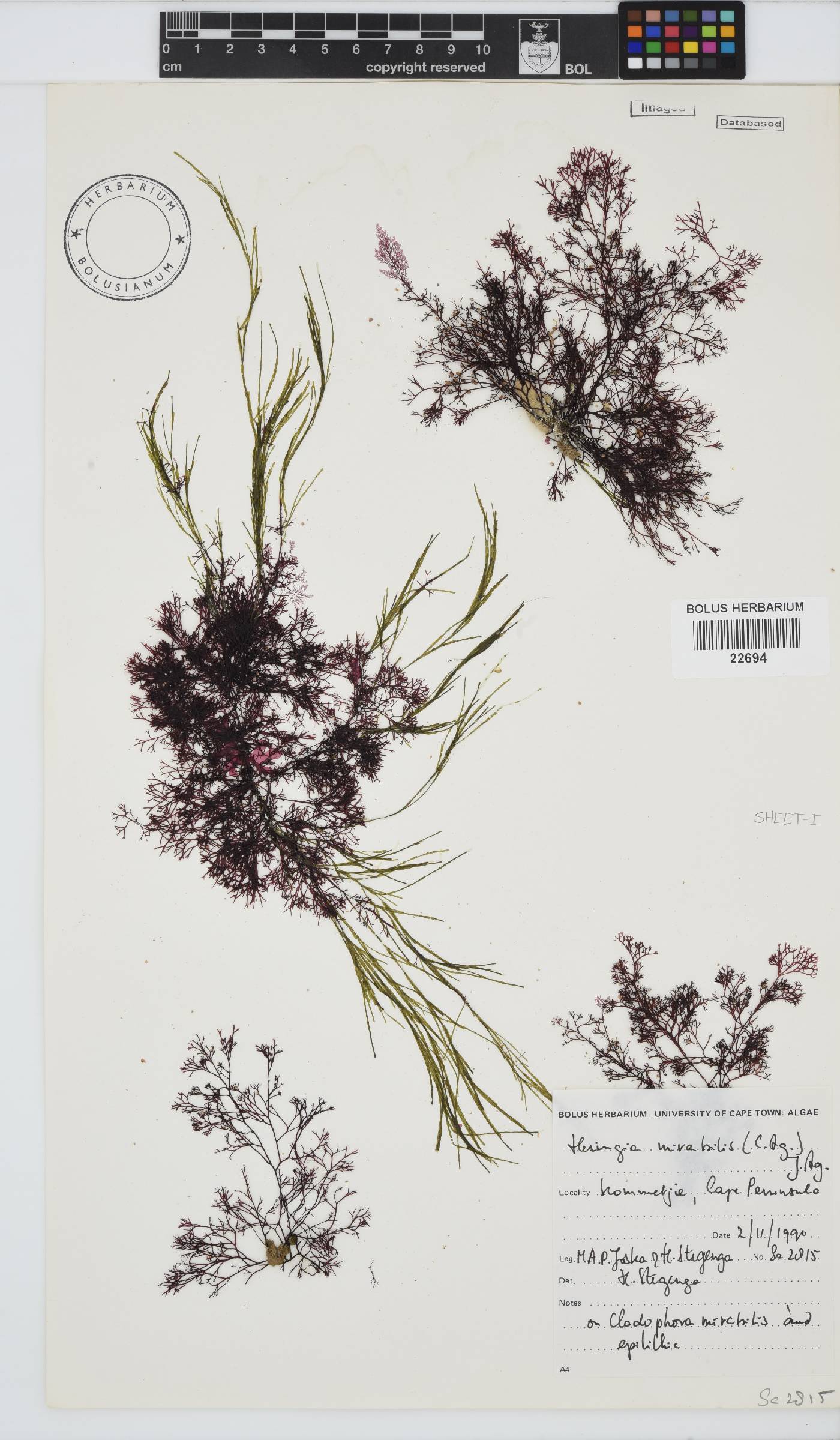 Heringia image
