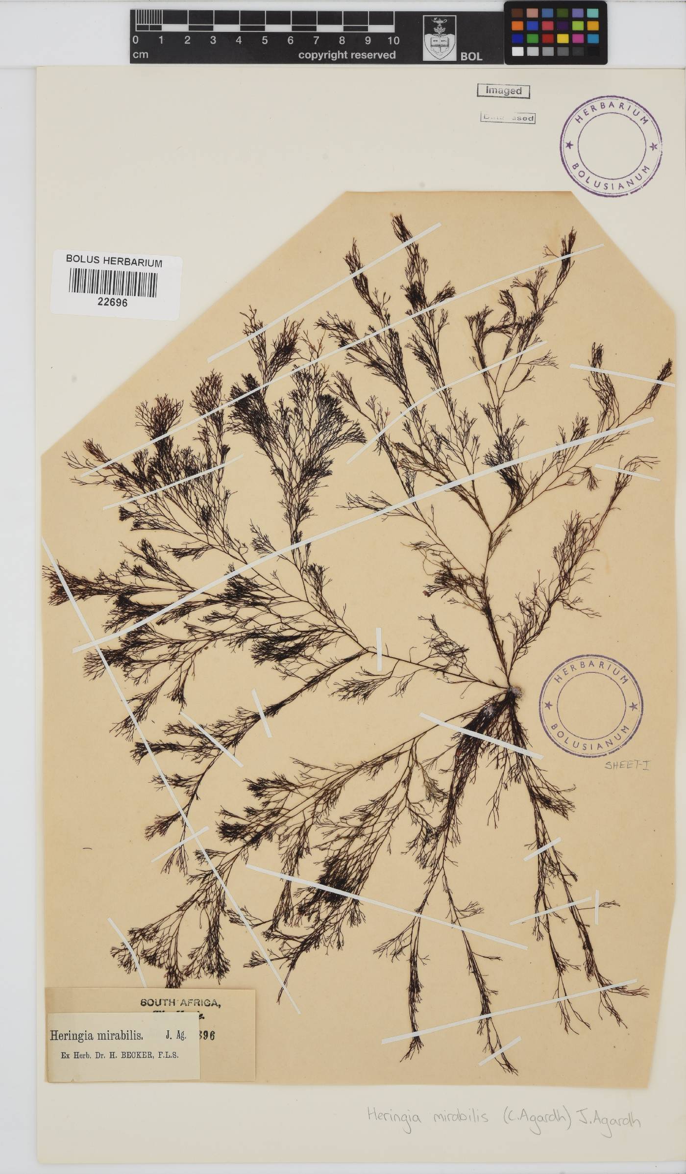 Heringia mirabilis image