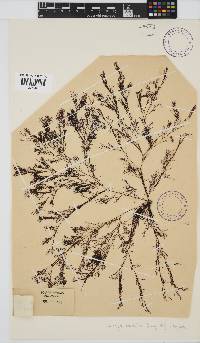 Heringia mirabilis image