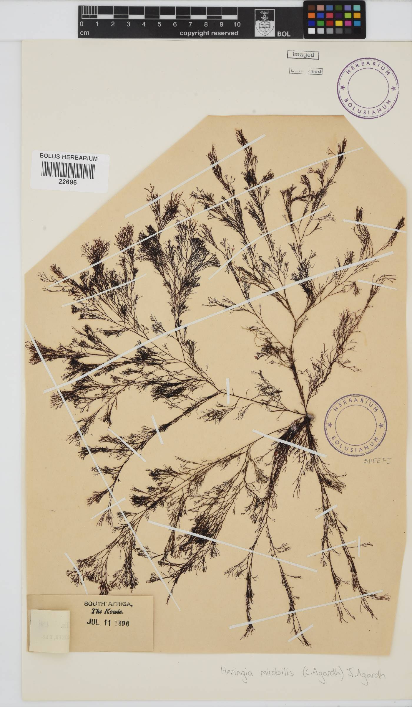 Heringia mirabilis image