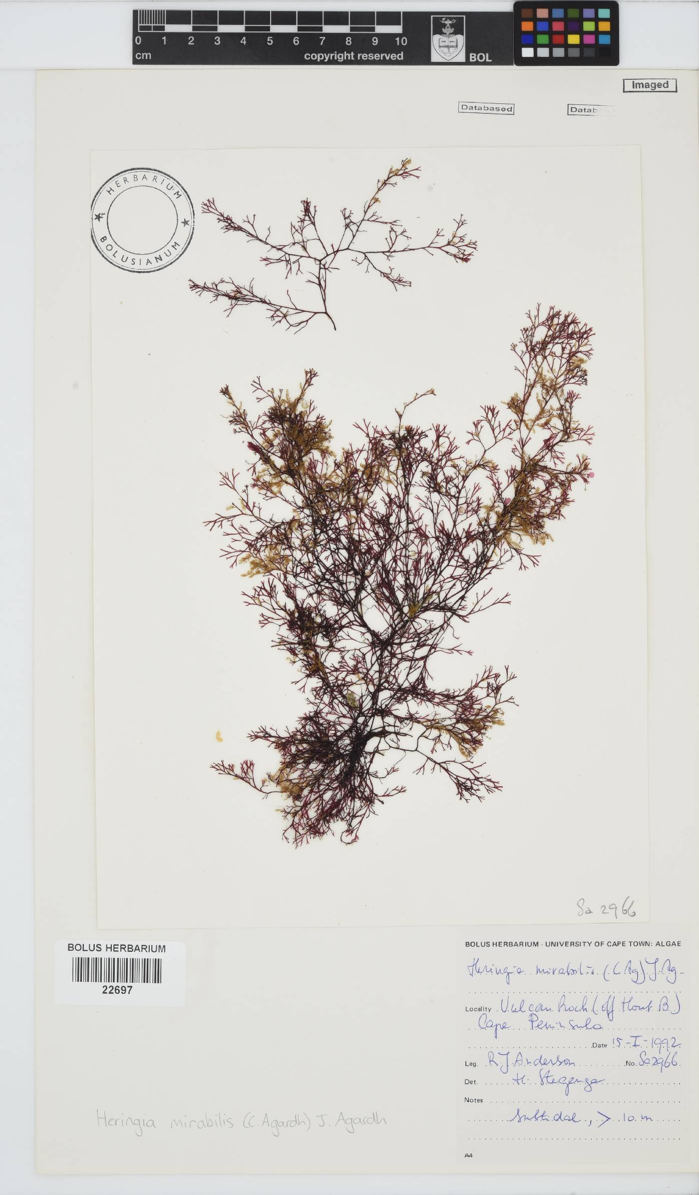 Heringia mirabilis image