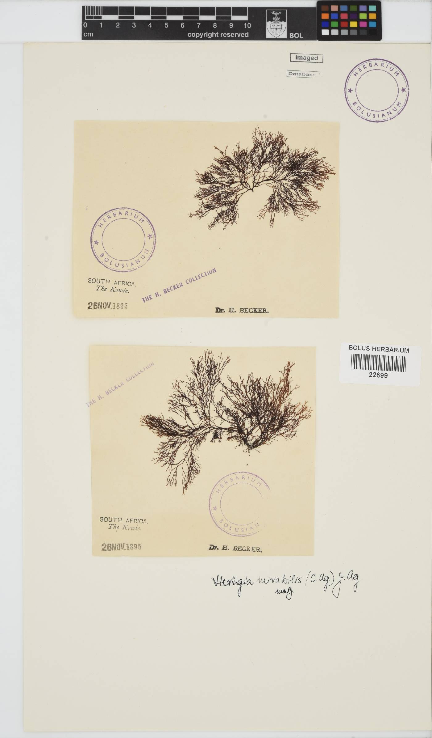 Heringia image