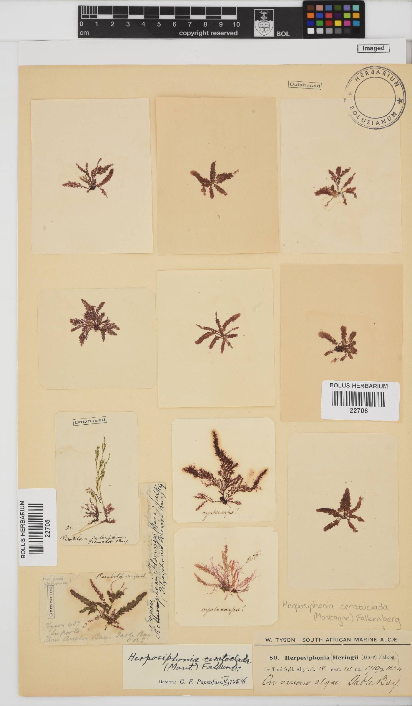 Herposiphonia ceratoclada image