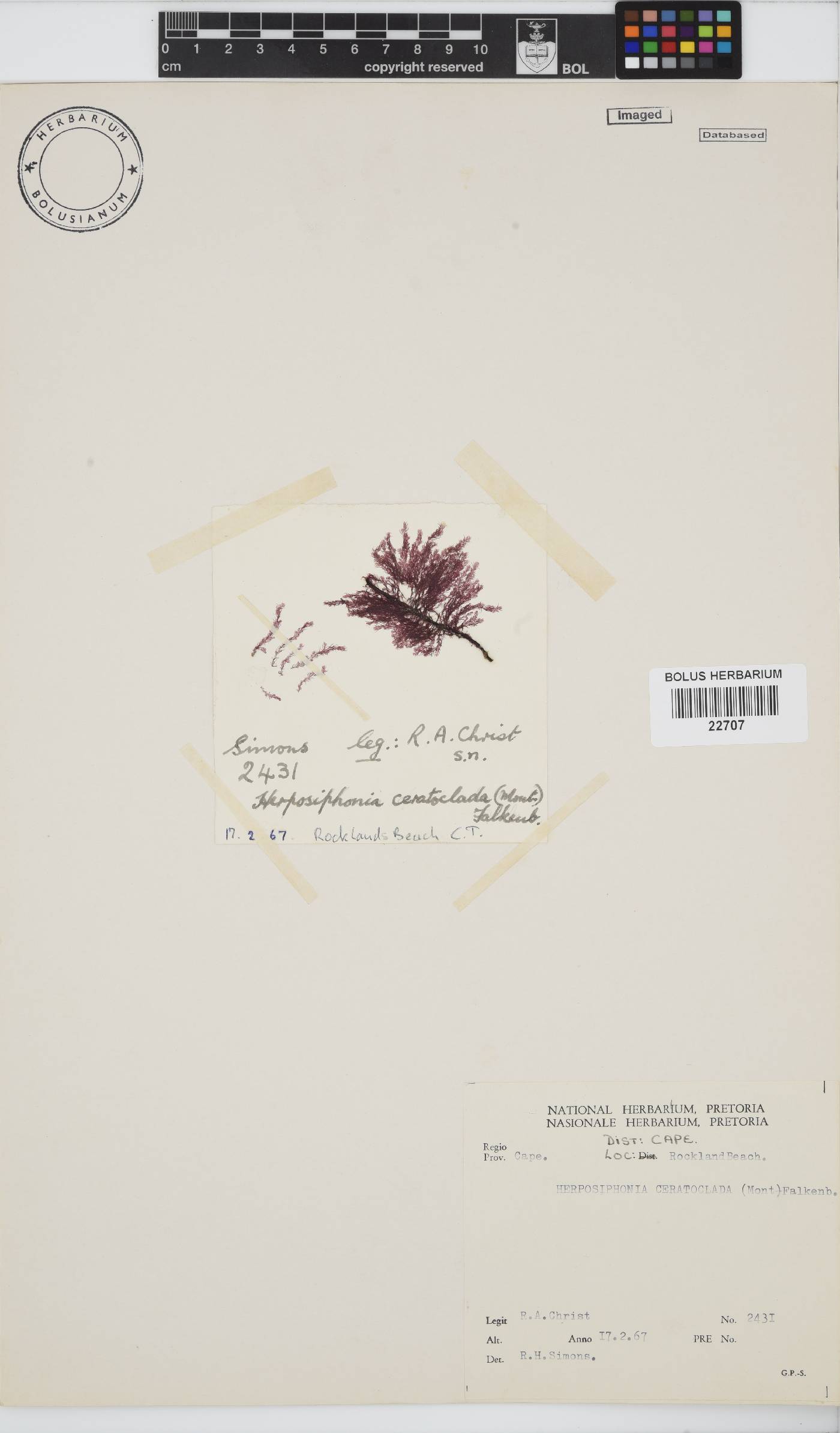 Herposiphonia ceratoclada image