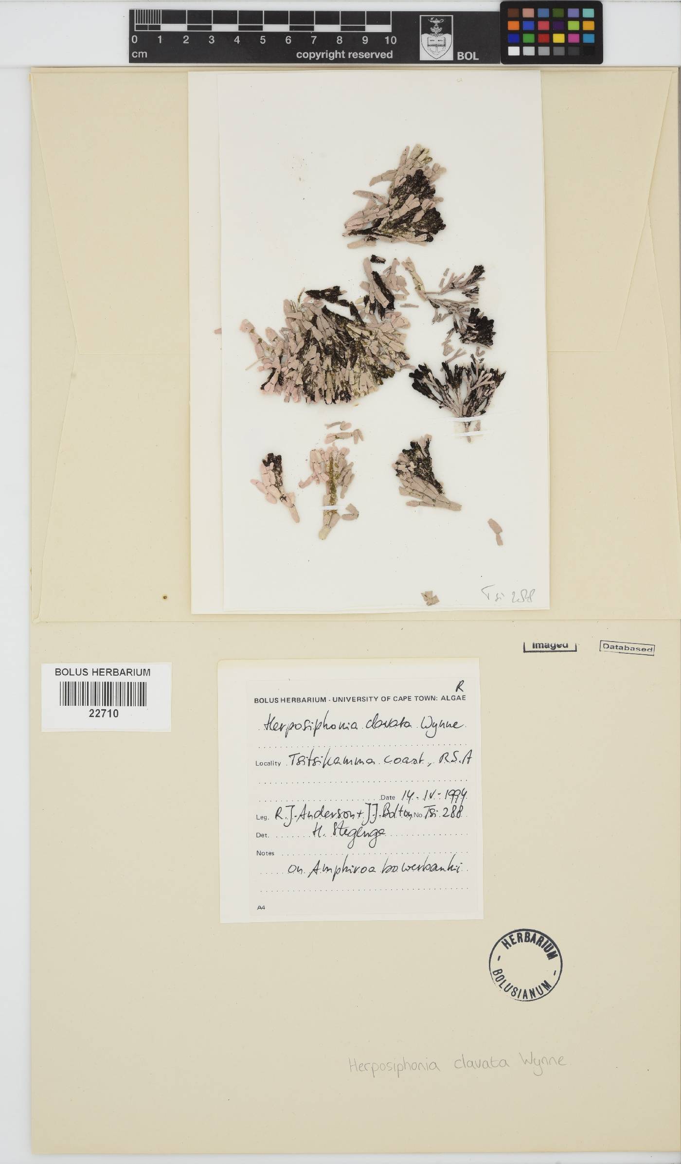 Herposiphonia clavata image