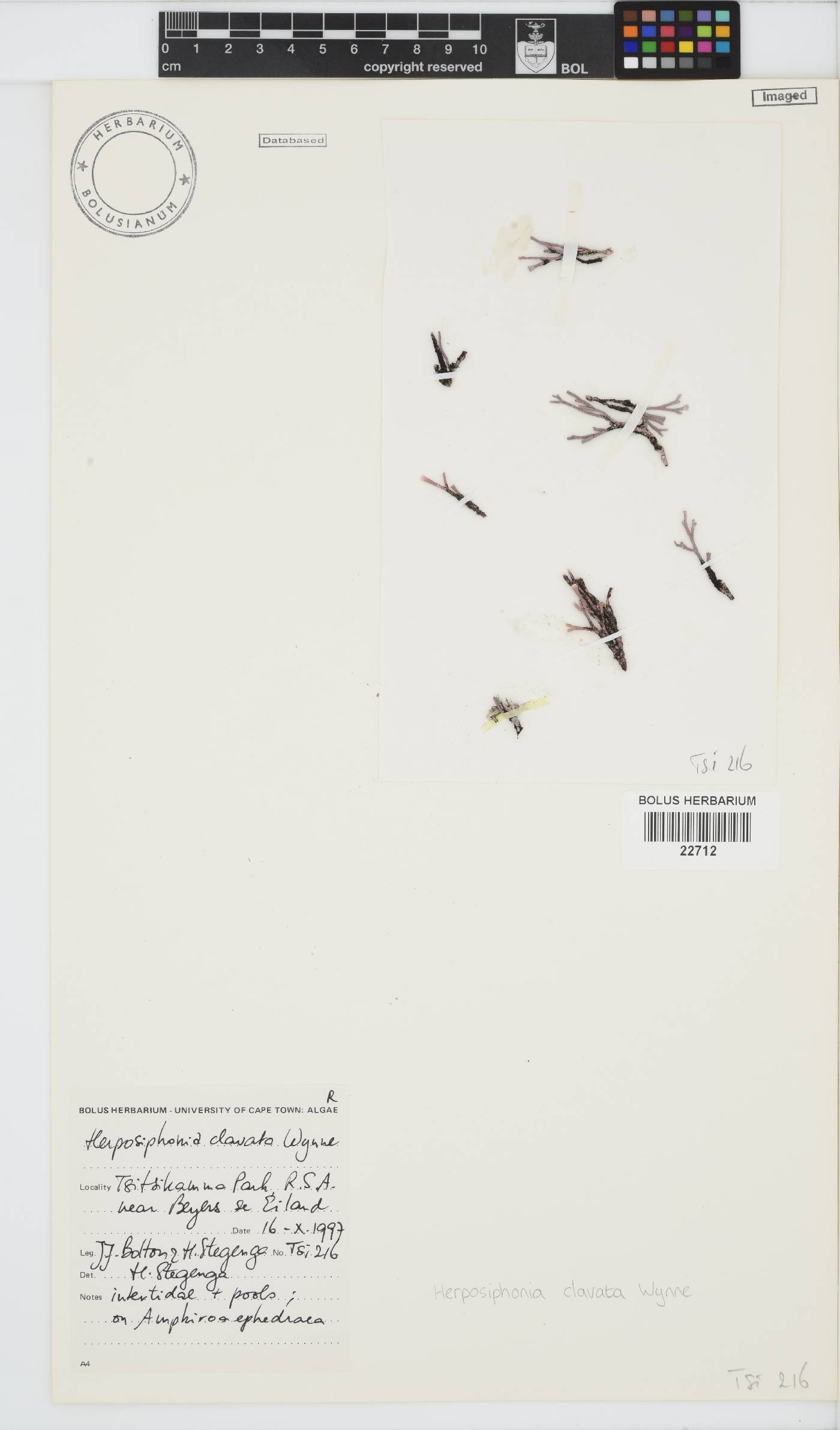 Herposiphonia clavata image