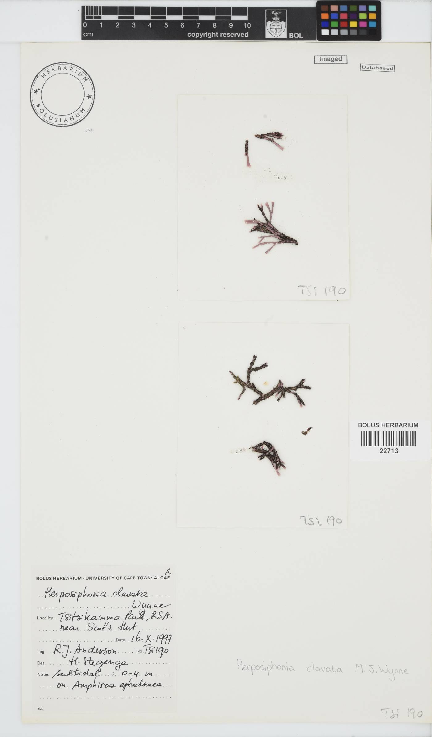 Herposiphonia clavata image