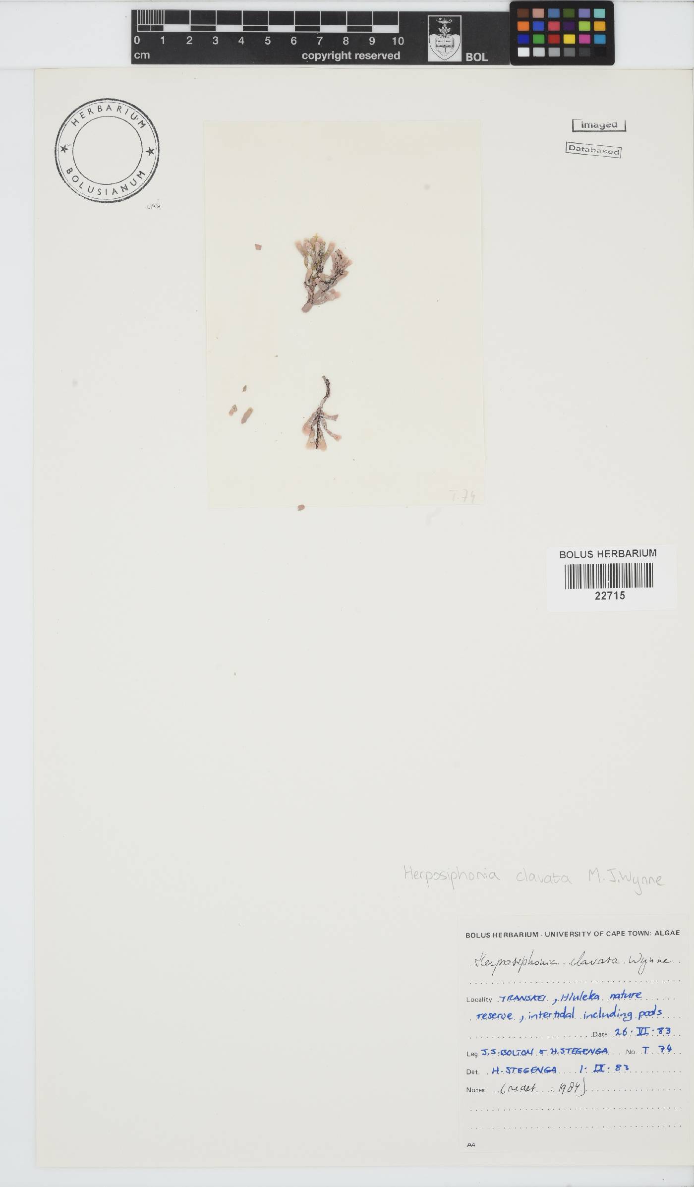 Herposiphonia clavata image