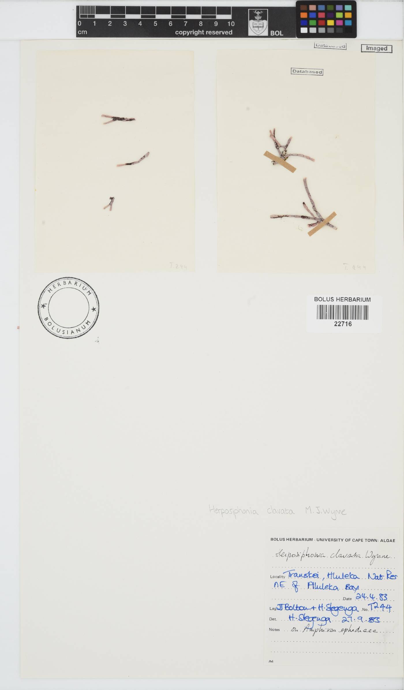 Herposiphonia clavata image