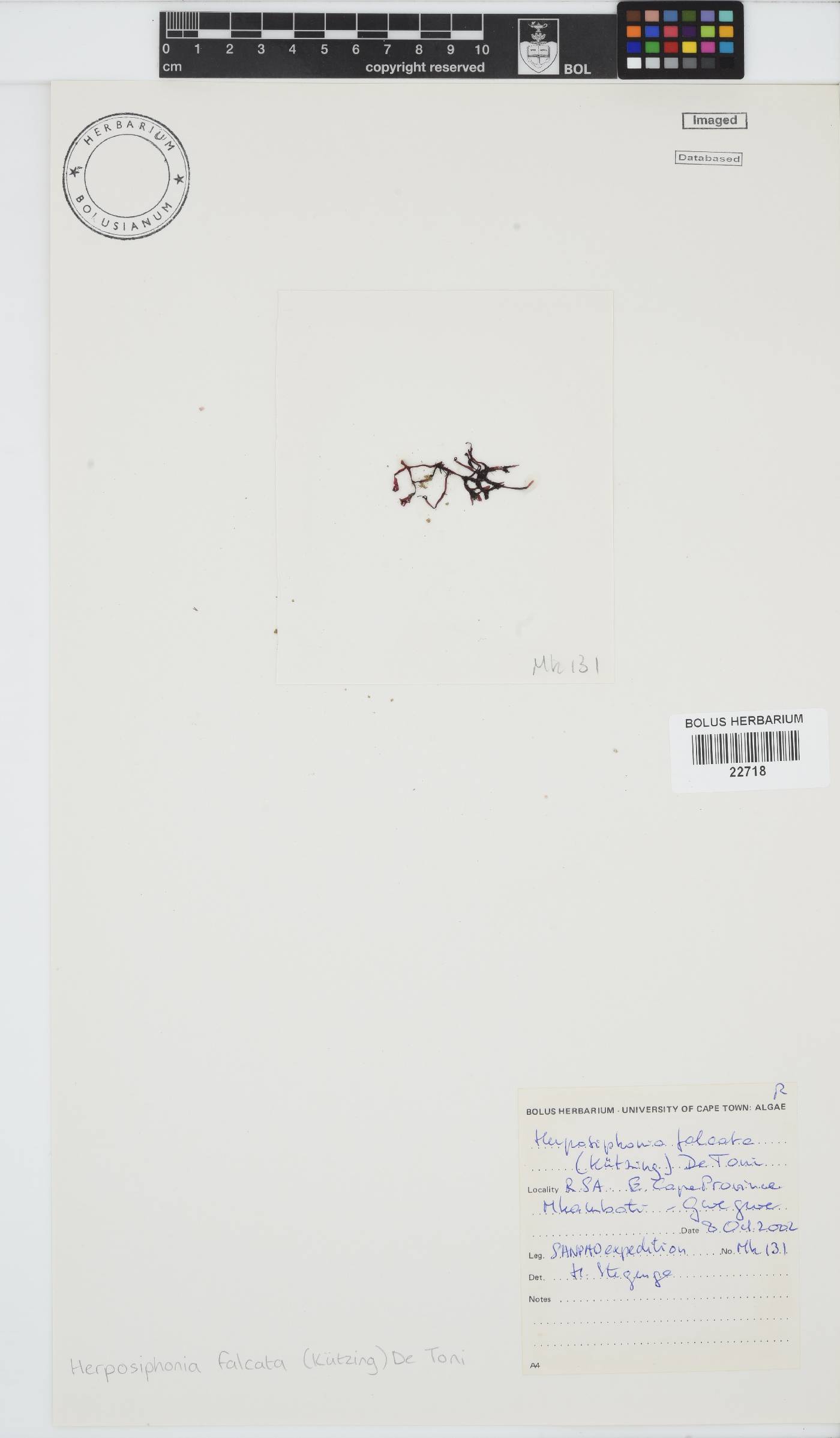 Herposiphonia falcata image