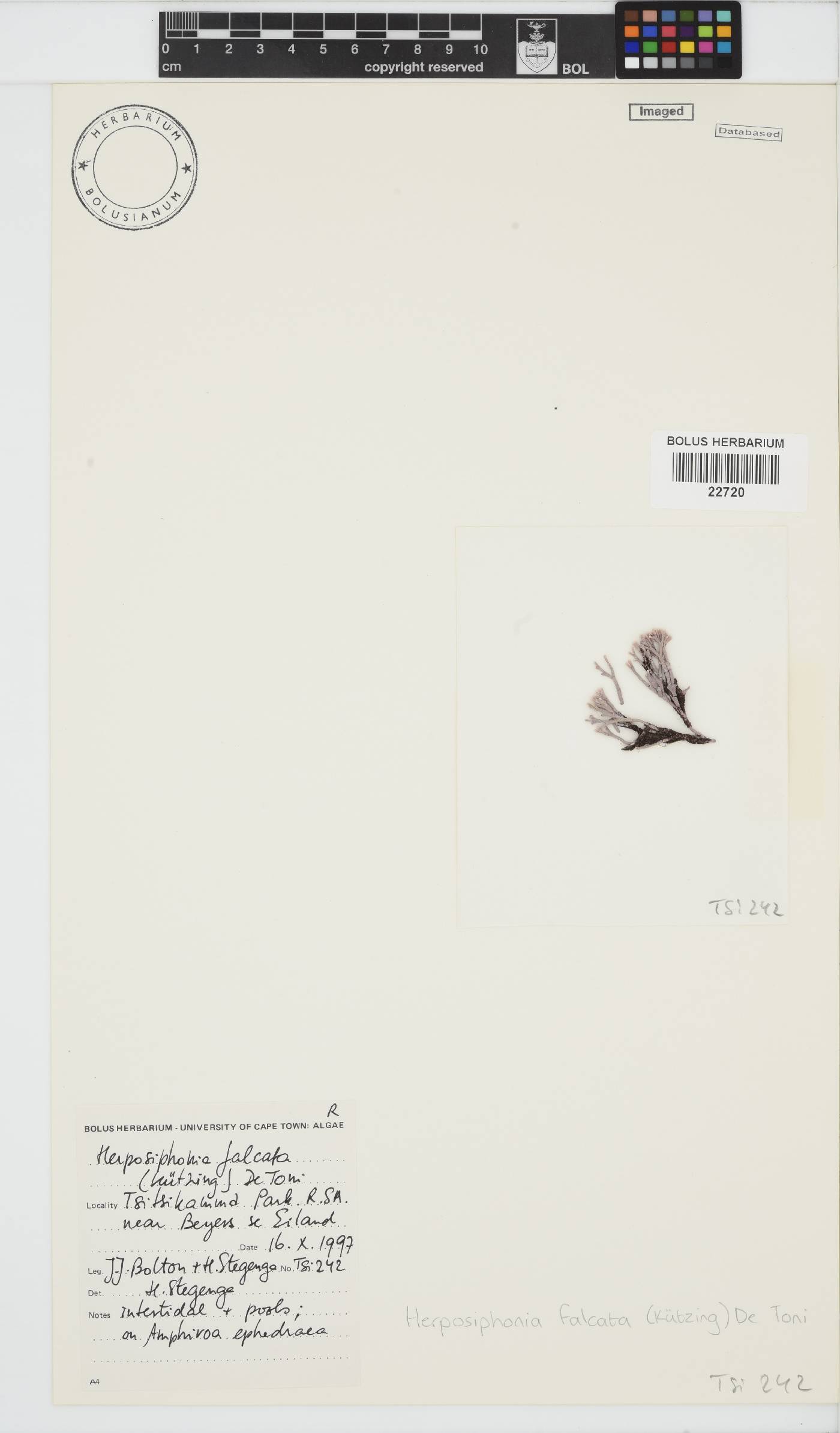 Herposiphonia image