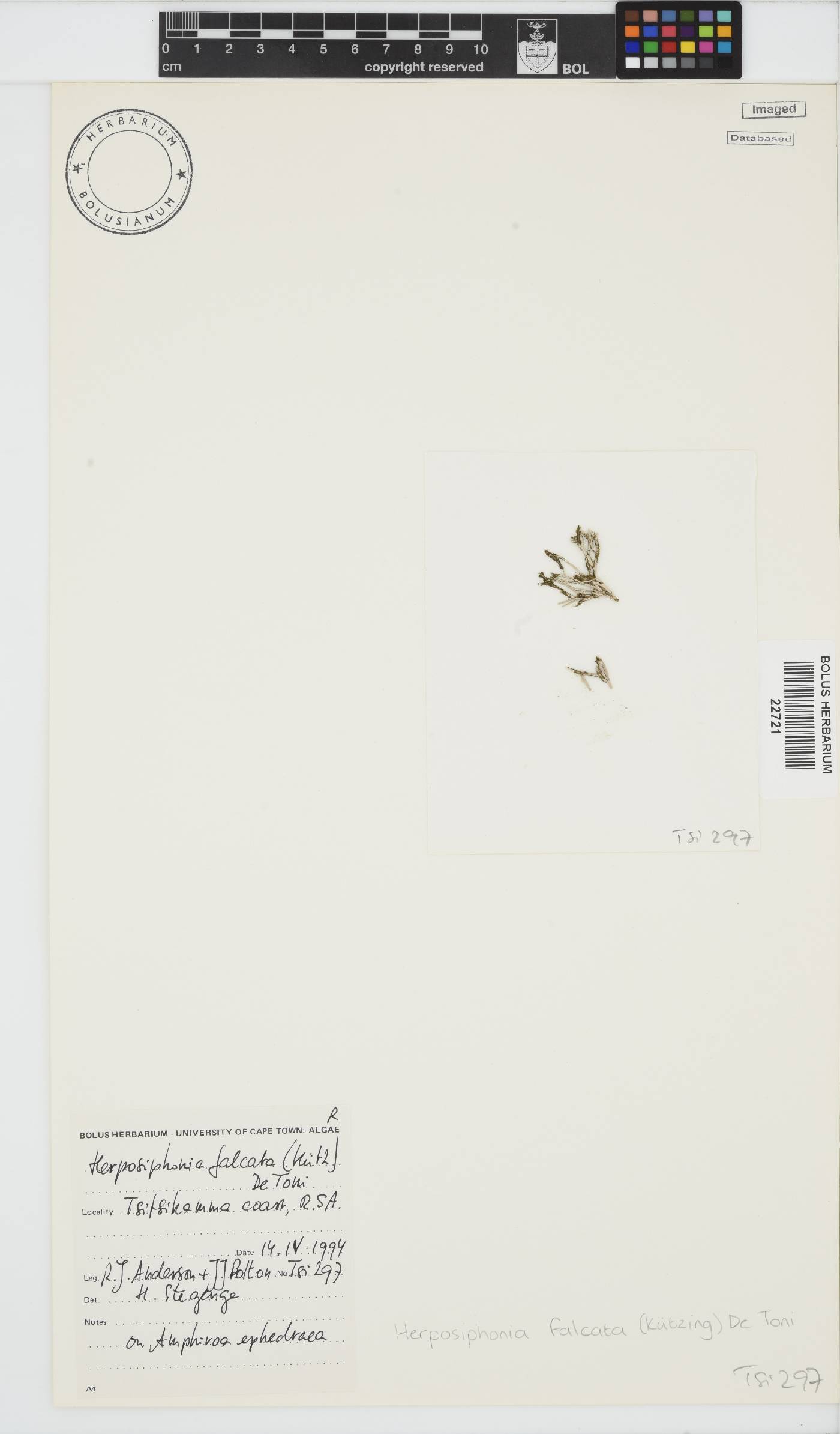 Herposiphonia falcata image