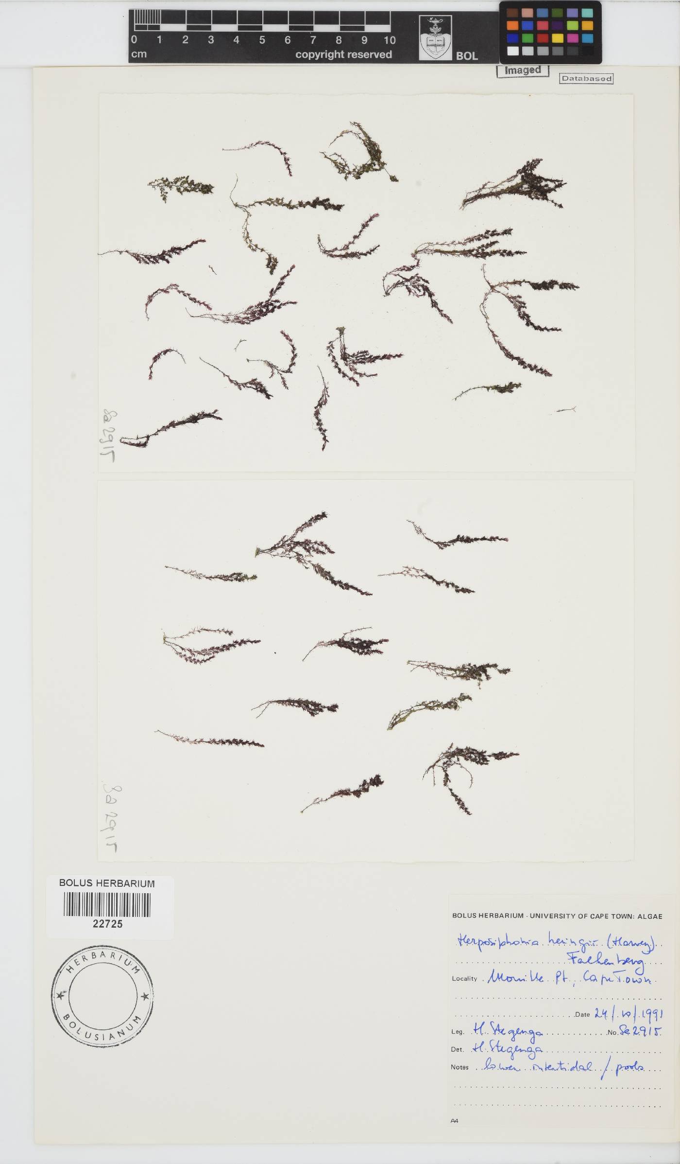 Herposiphonia heringii image