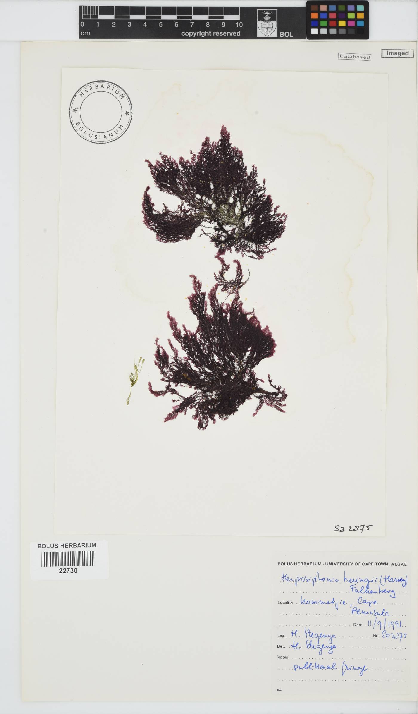 Herposiphonia heringii image