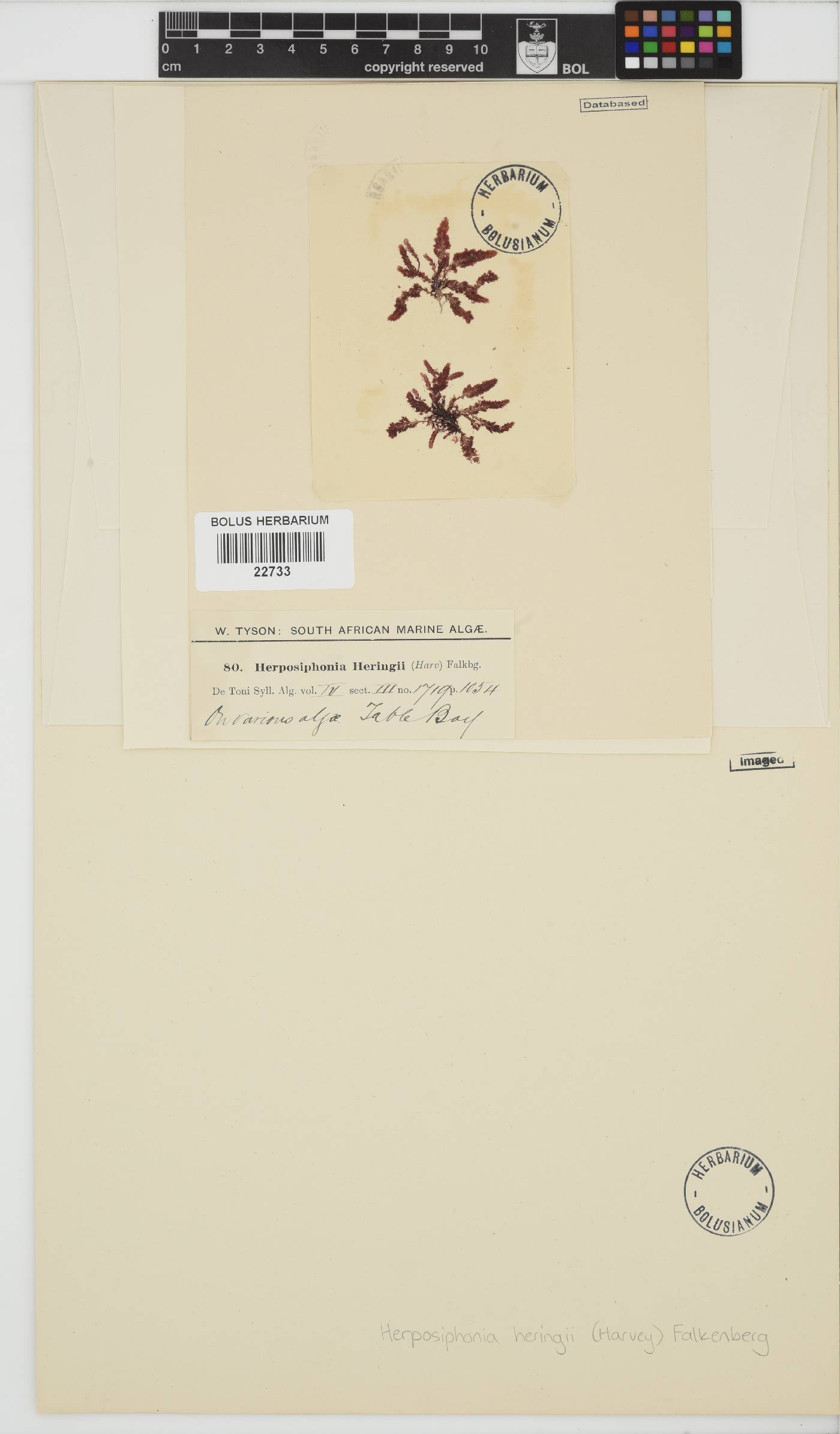 Herposiphonia heringii image