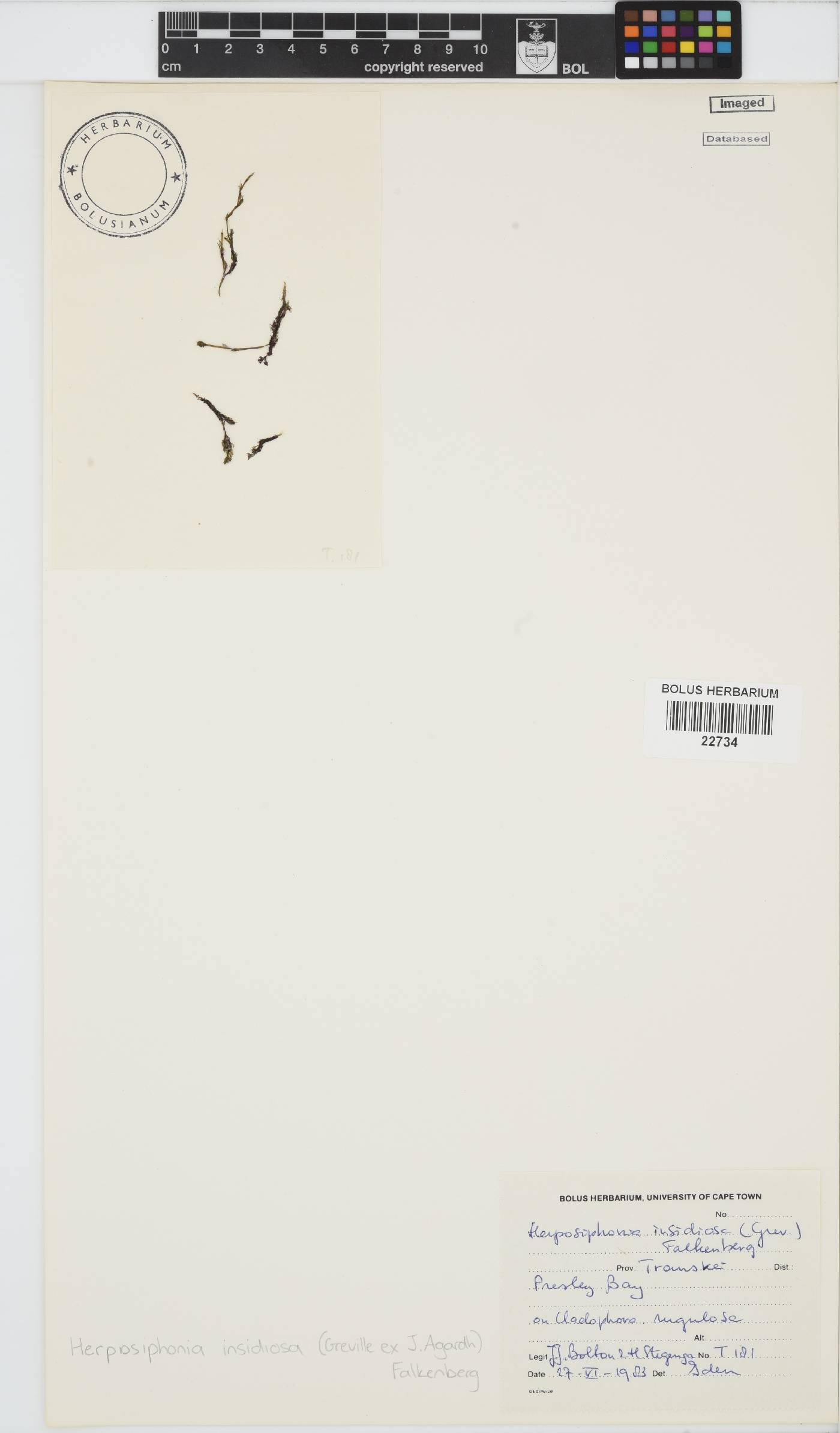 Herposiphonia insidiosa image