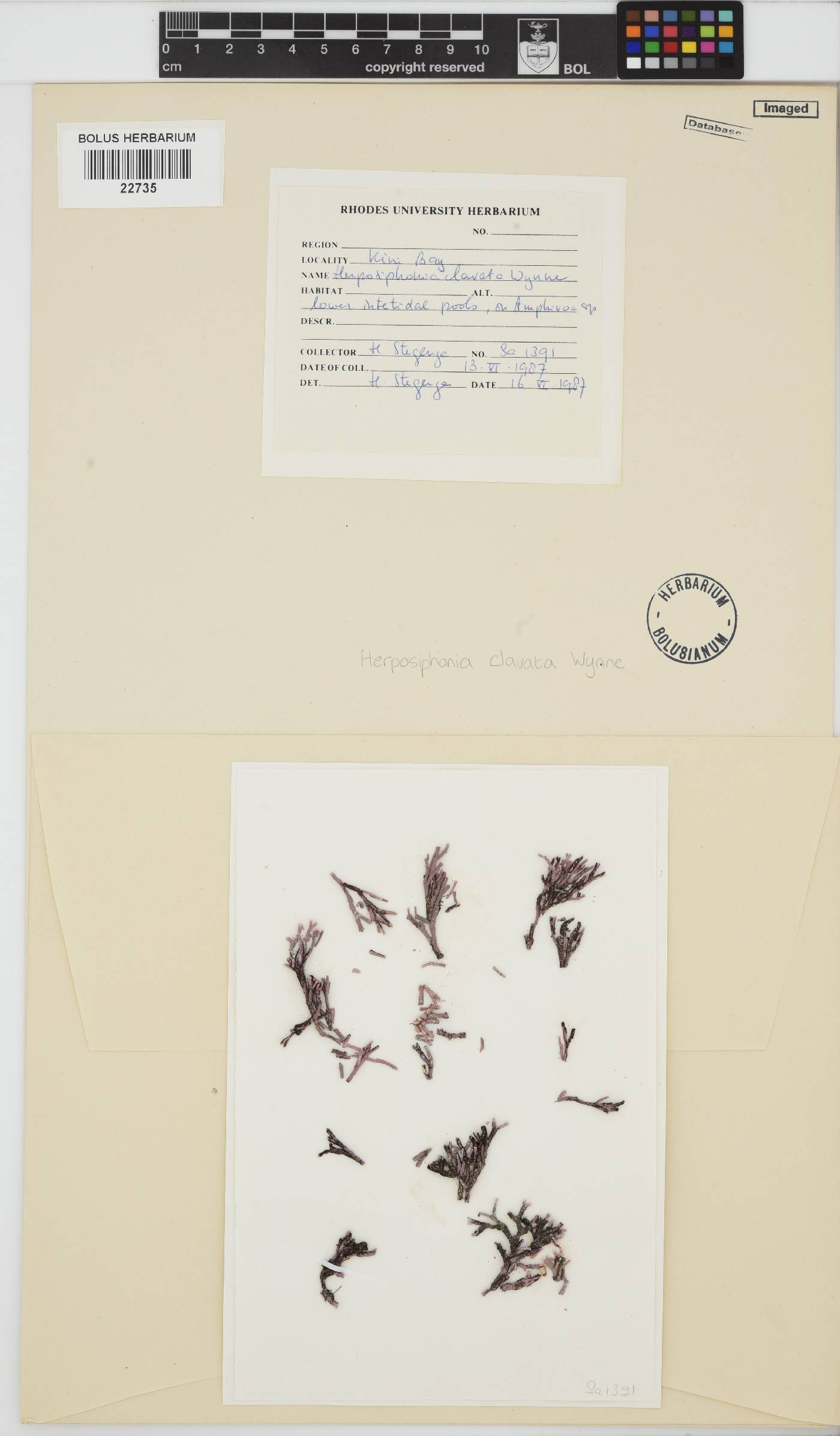 Herposiphonia clavata image