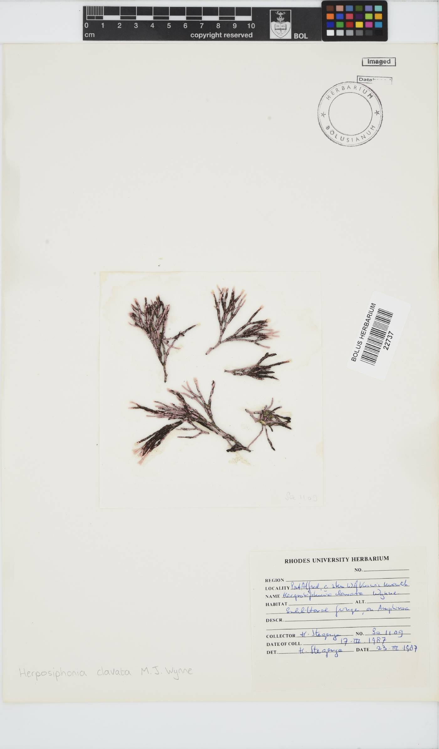 Herposiphonia clavata image