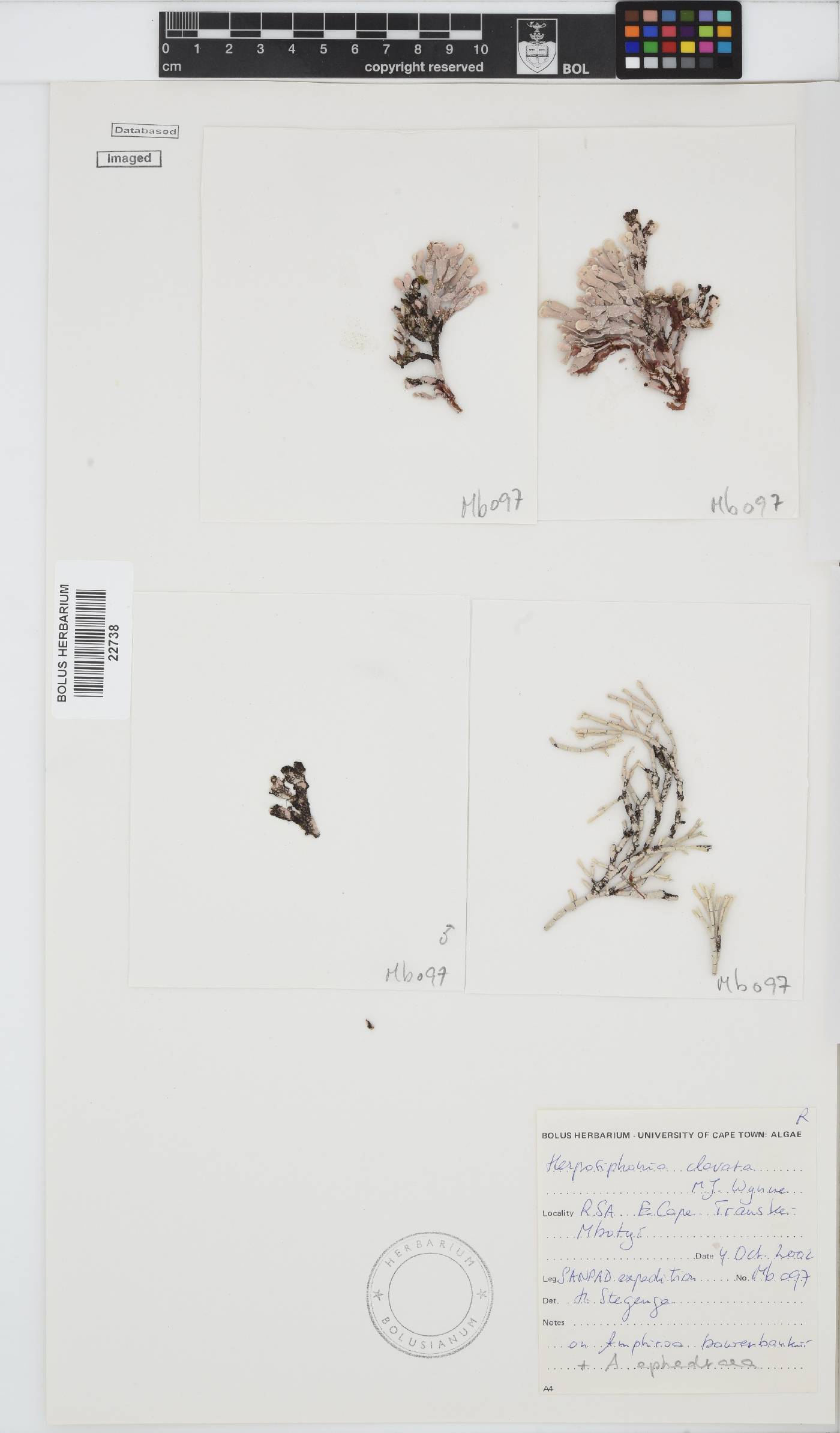 Herposiphonia clavata image