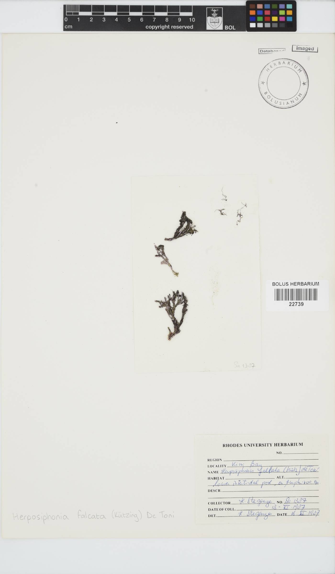 Herposiphonia falcata image