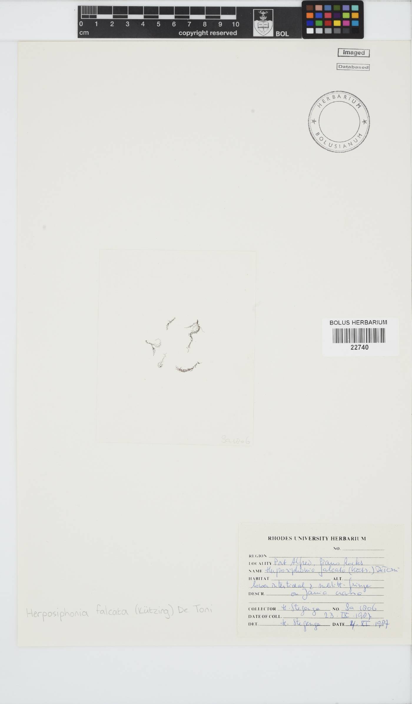 Herposiphonia falcata image
