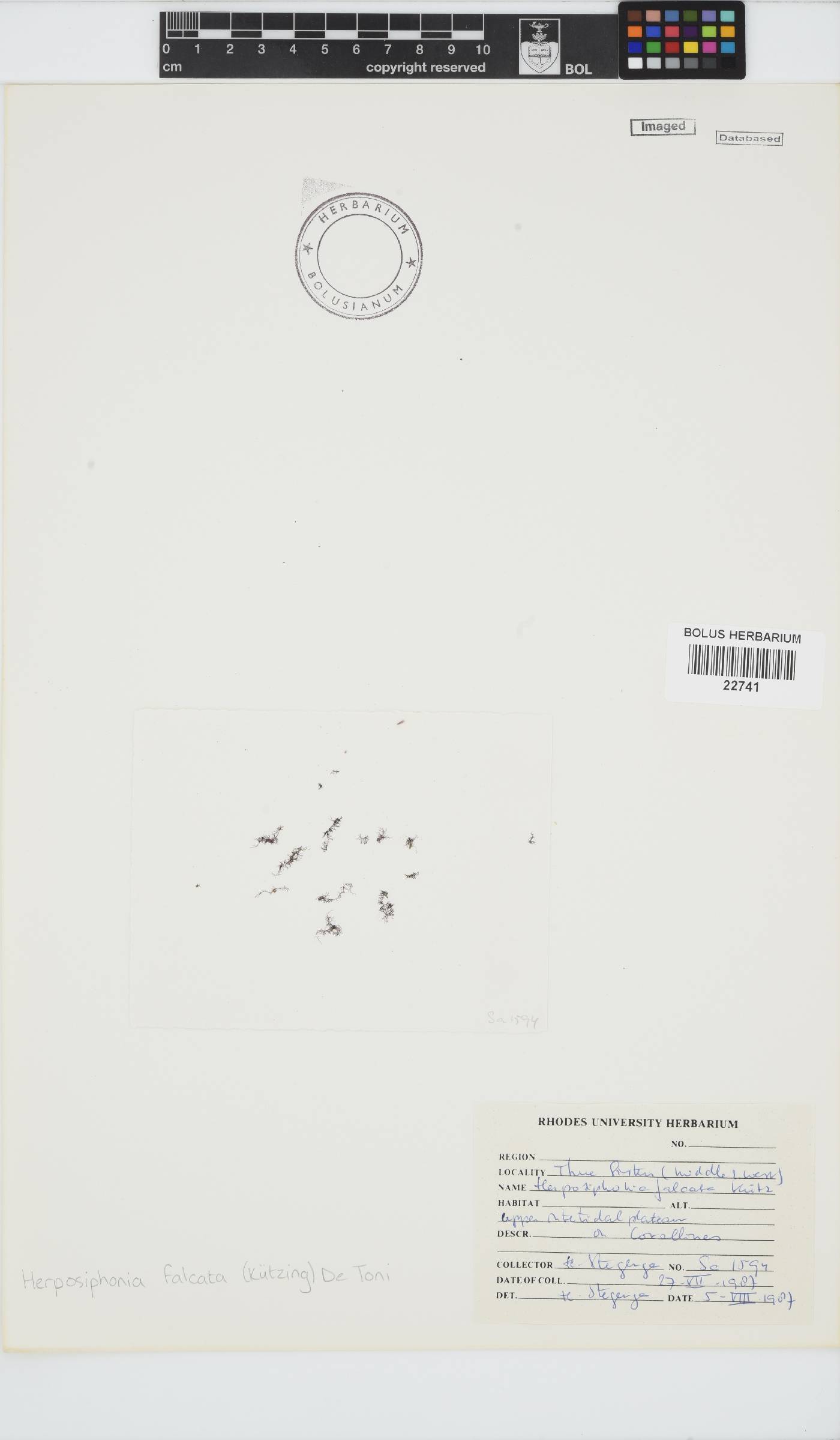 Herposiphonia falcata image