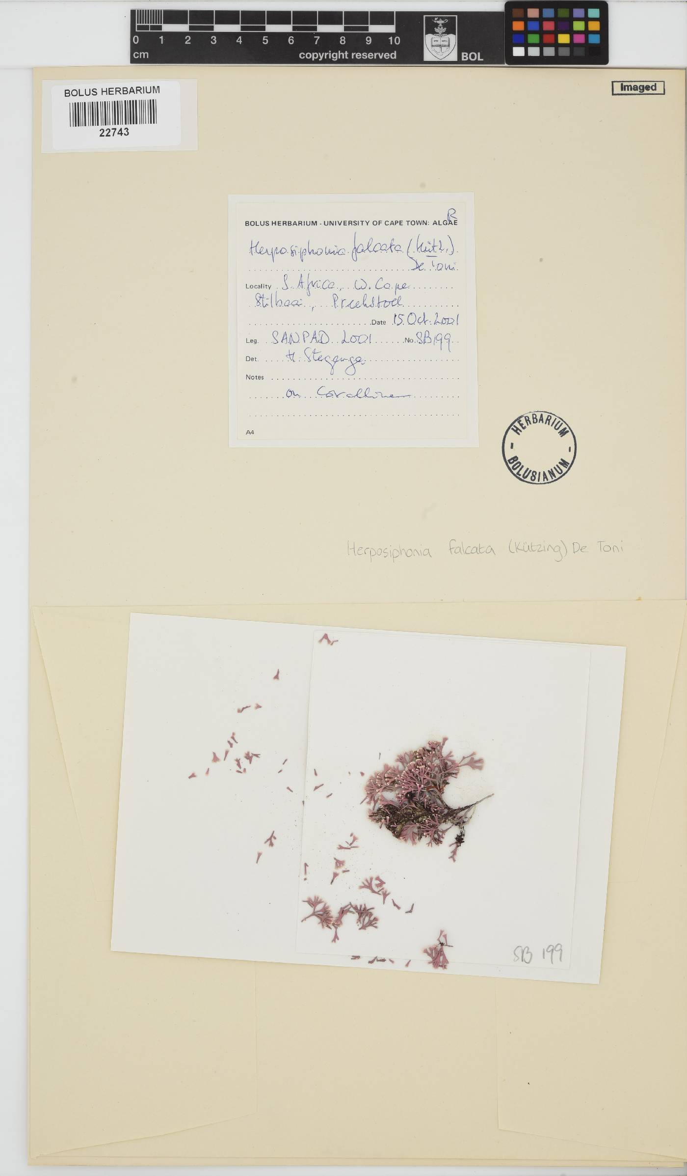 Herposiphonia falcata image