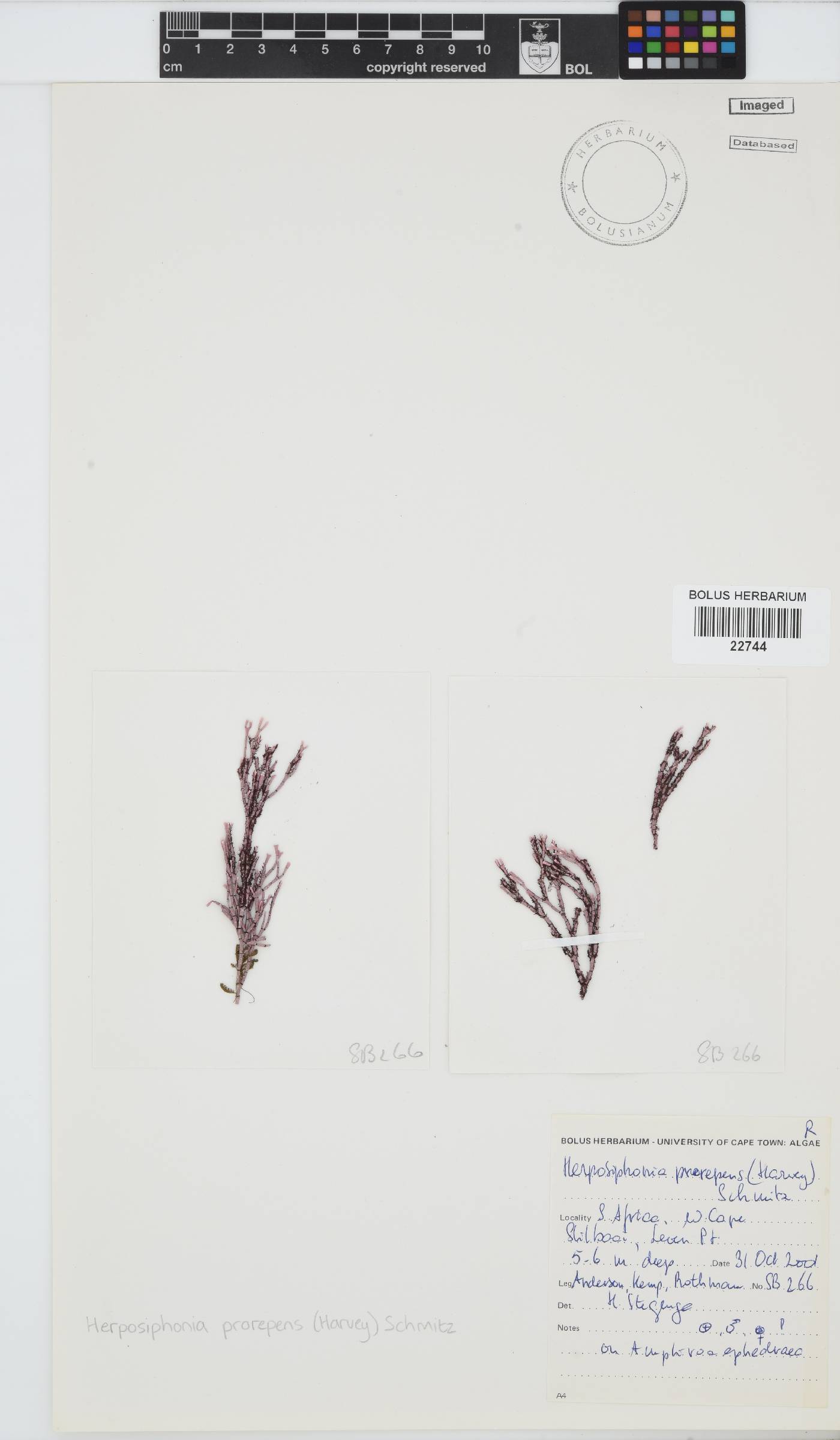 Herposiphonia prorepens image
