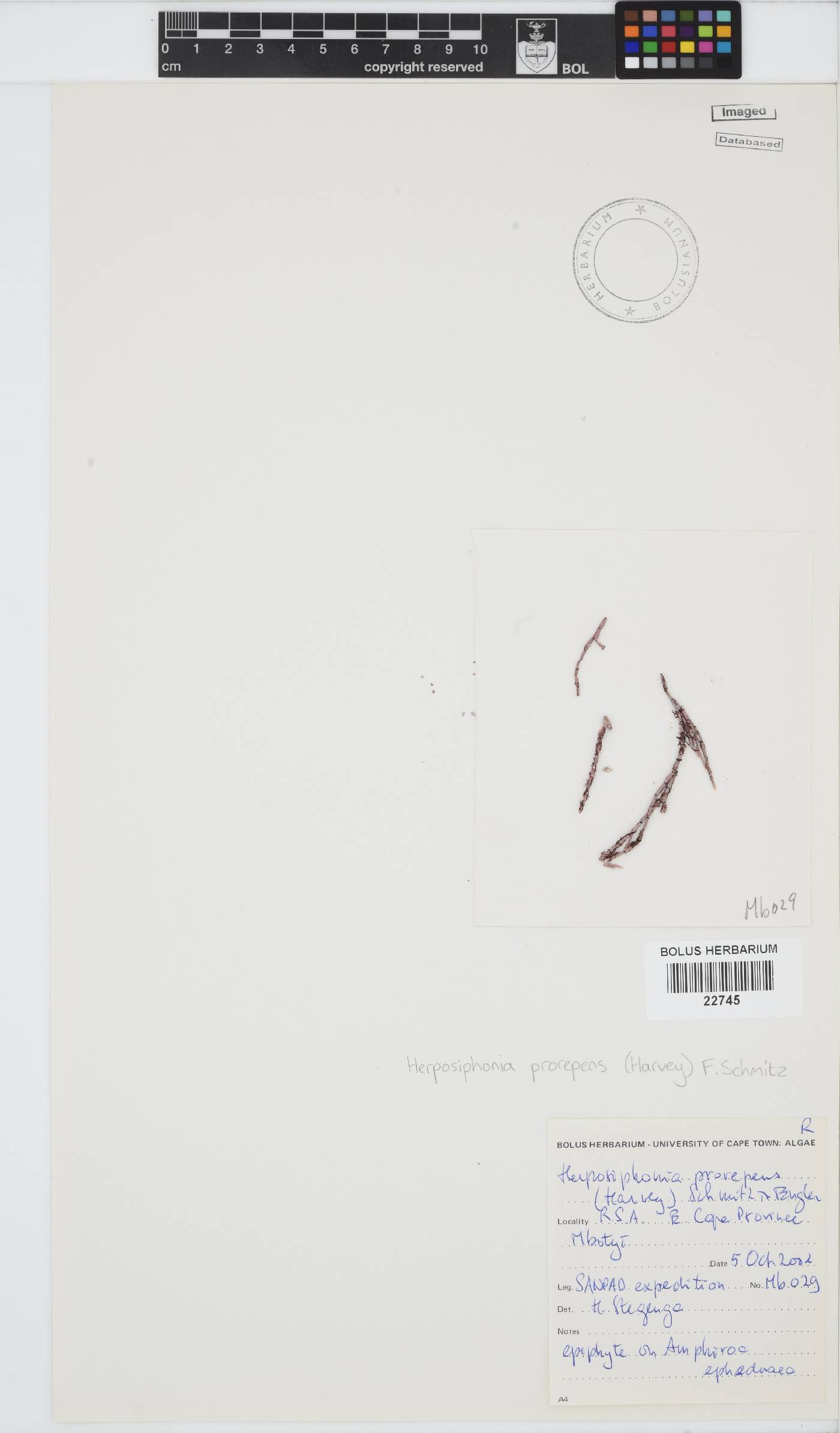 Herposiphonia prorepens image