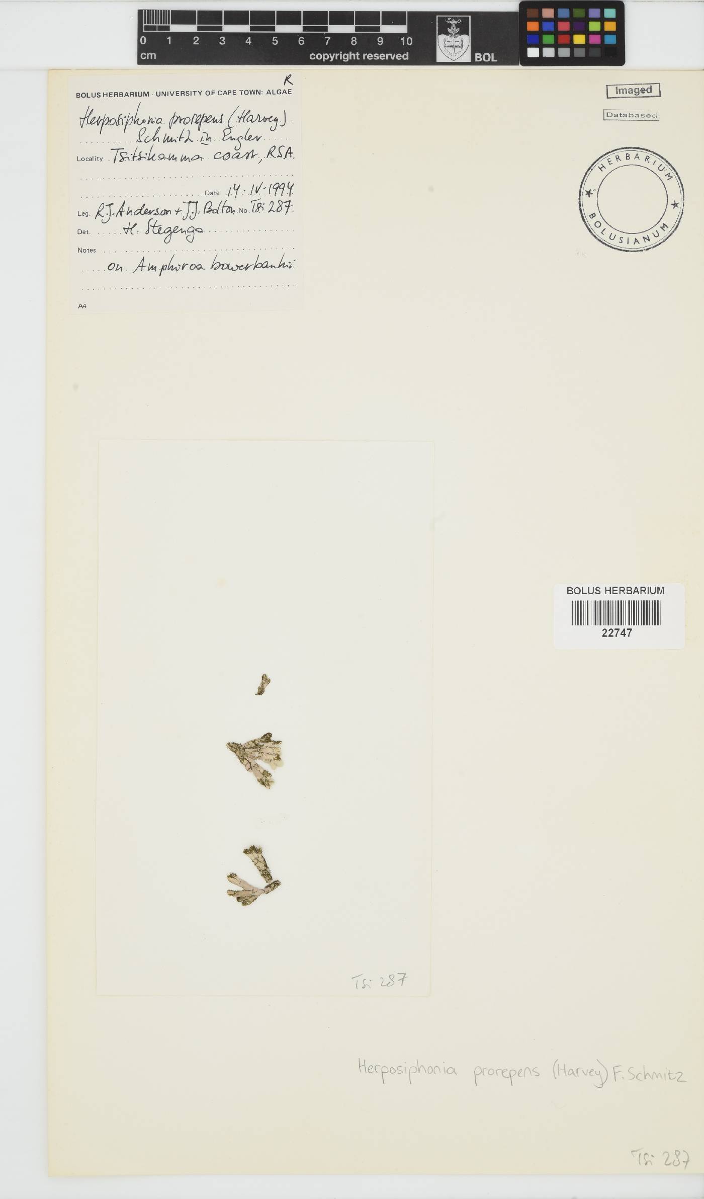 Herposiphonia prorepens image