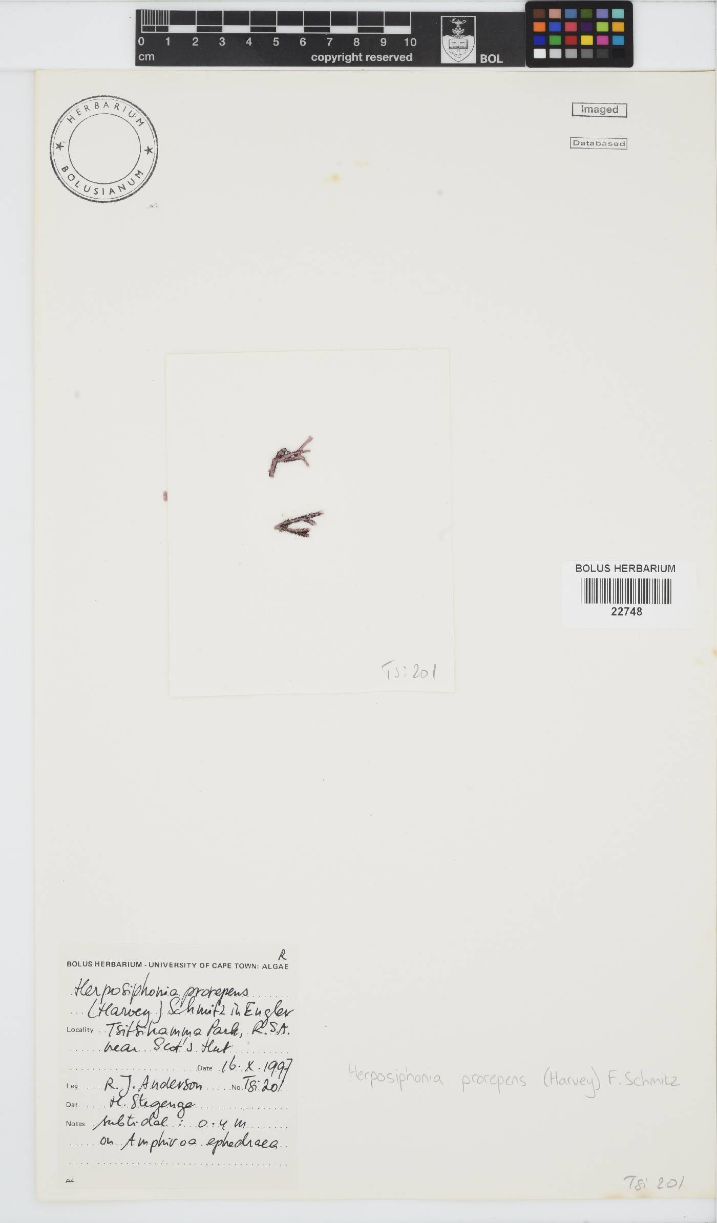 Herposiphonia prorepens image