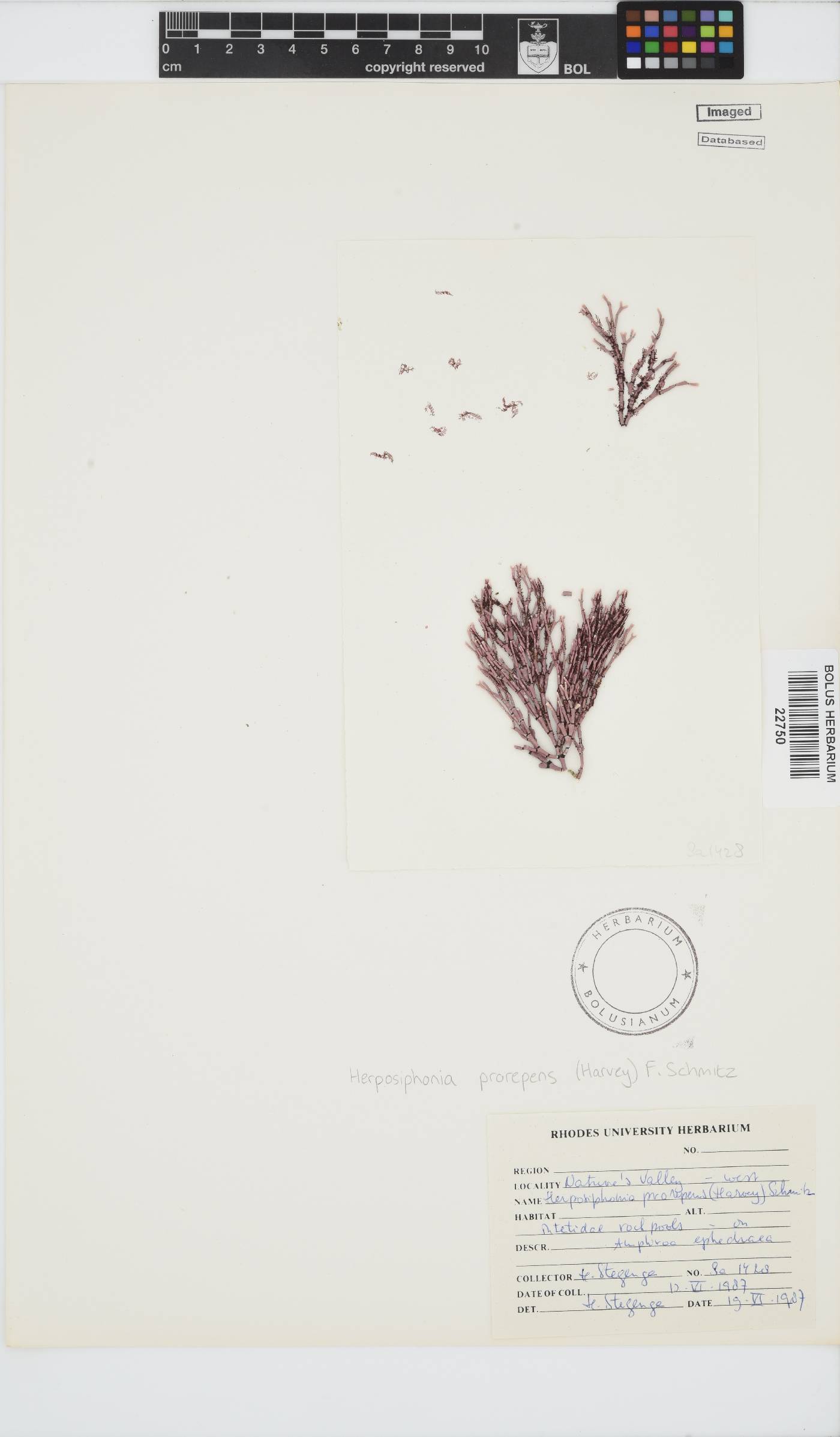 Herposiphonia prorepens image