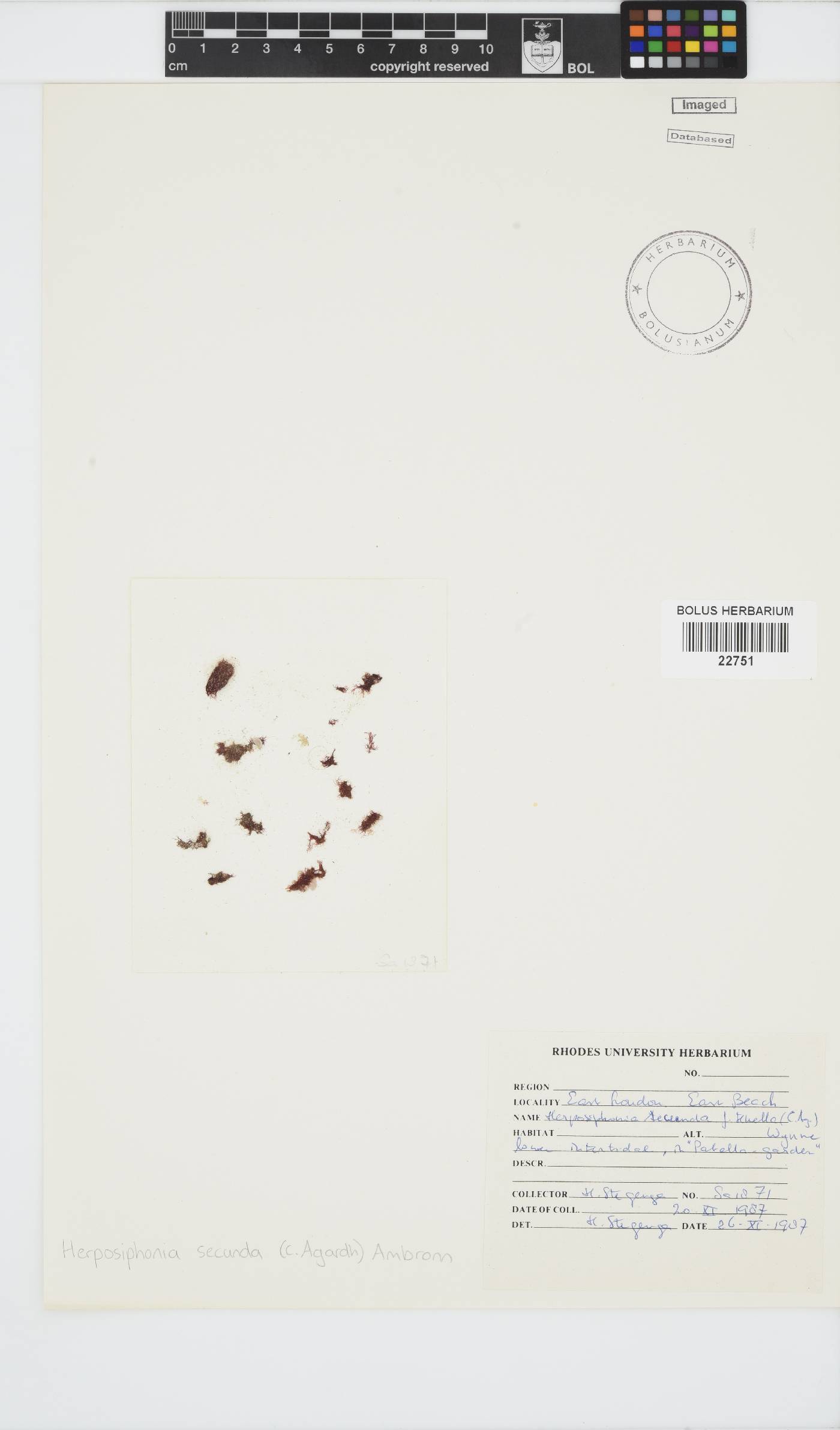 Herposiphonia secunda image