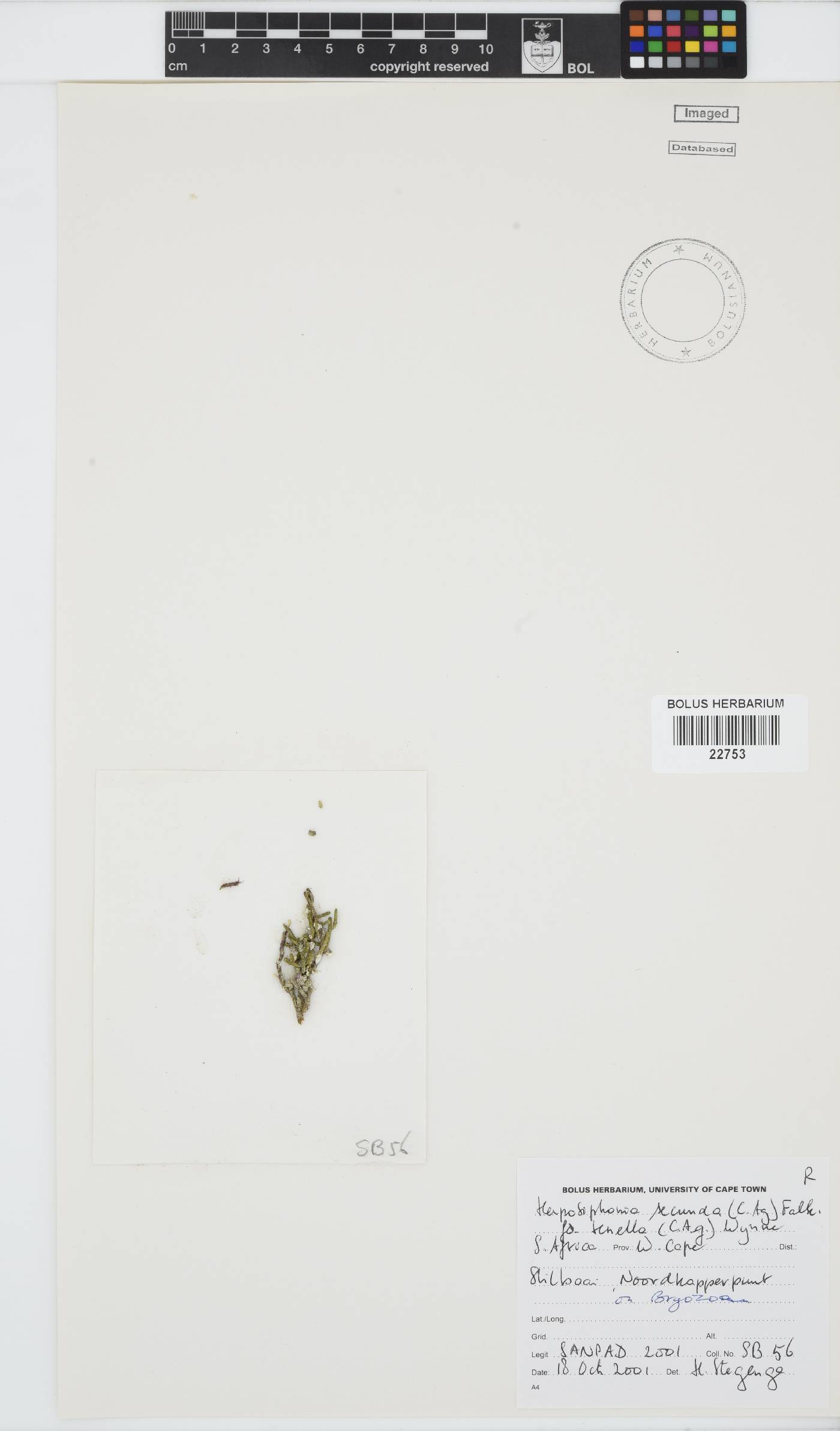 Herposiphonia secunda image