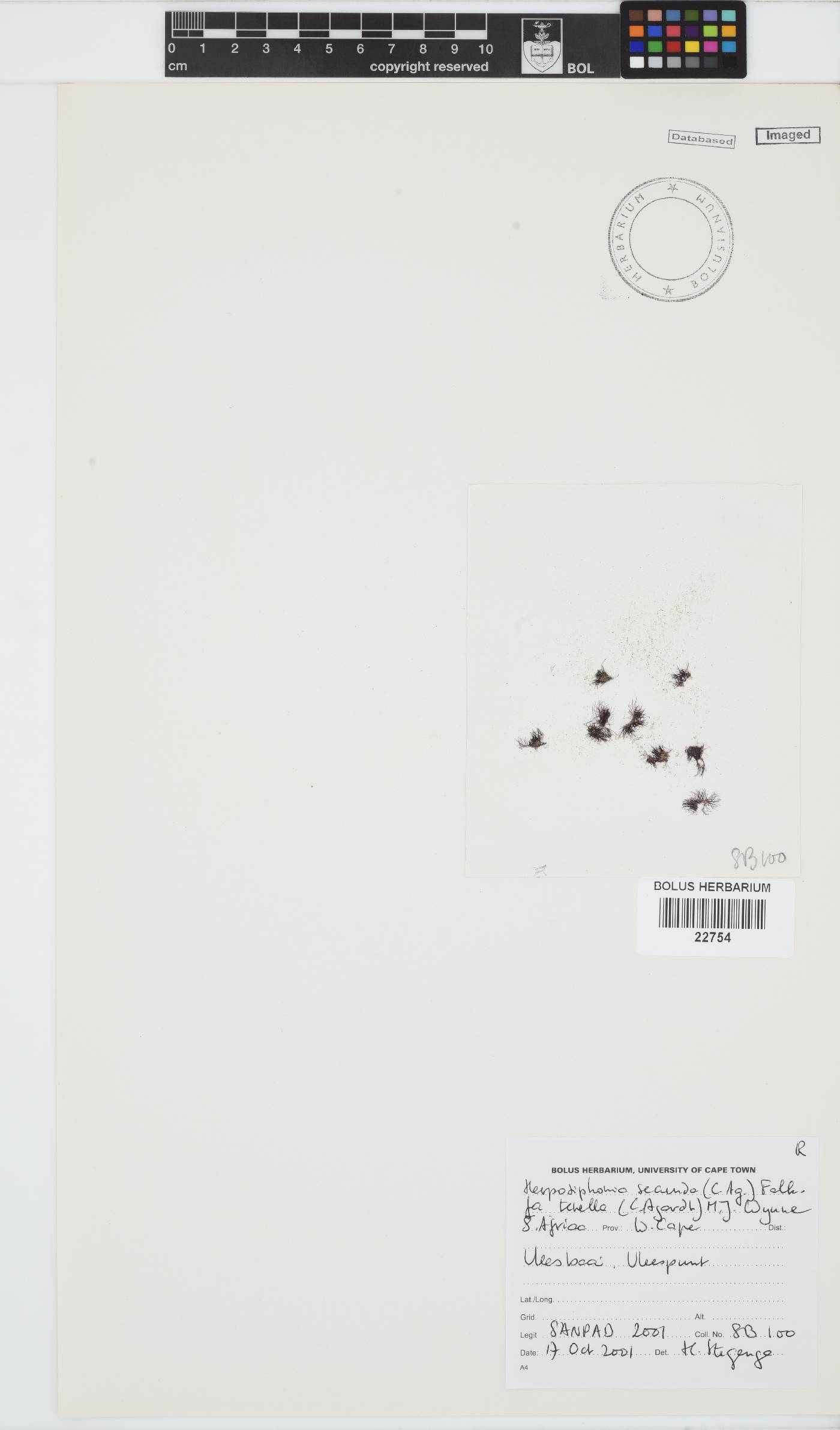 Herposiphonia secunda image
