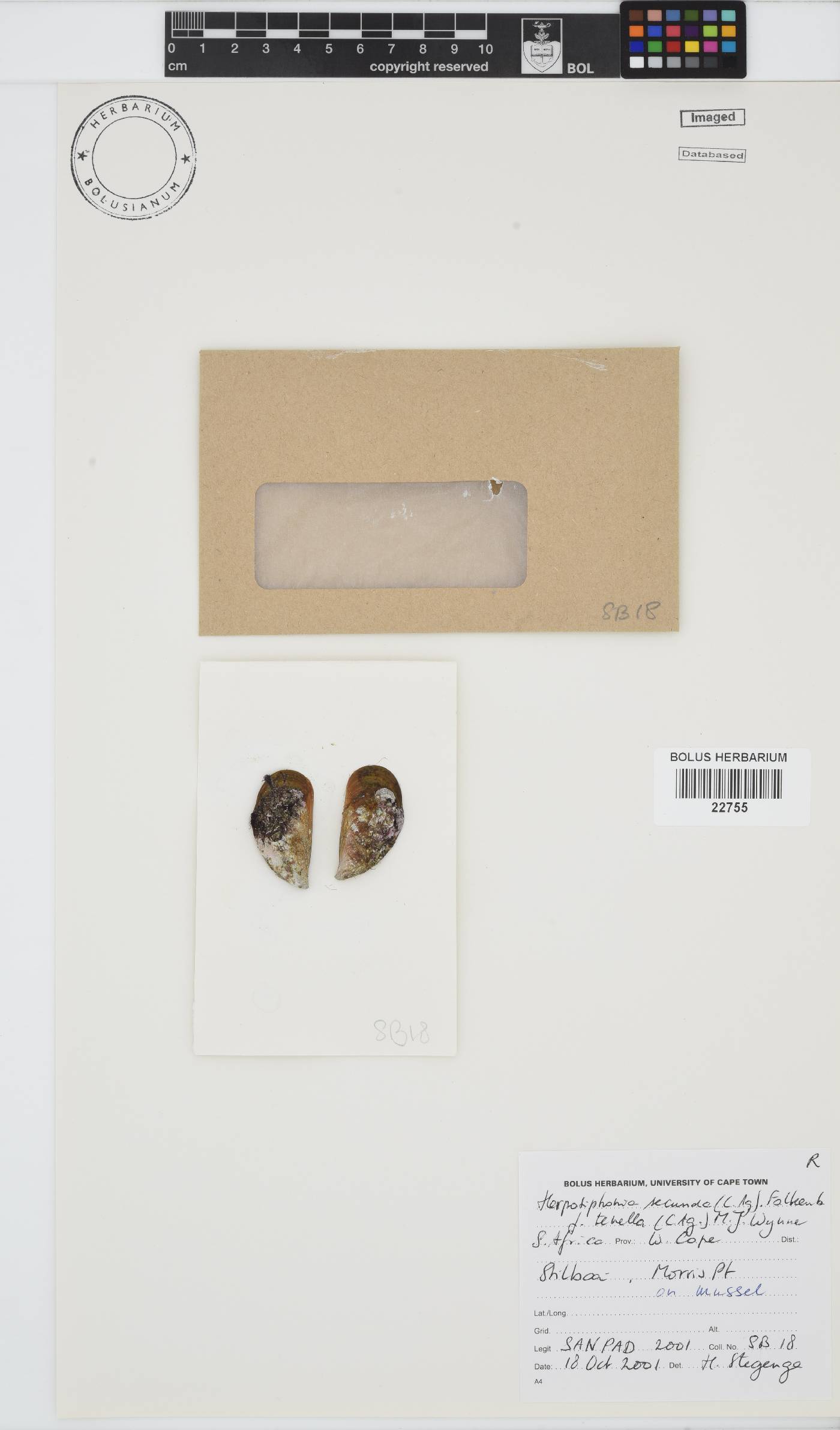Herposiphonia secunda image
