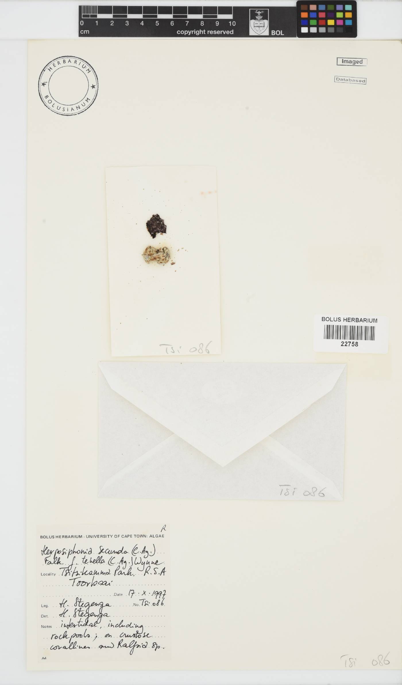 Herposiphonia secunda image