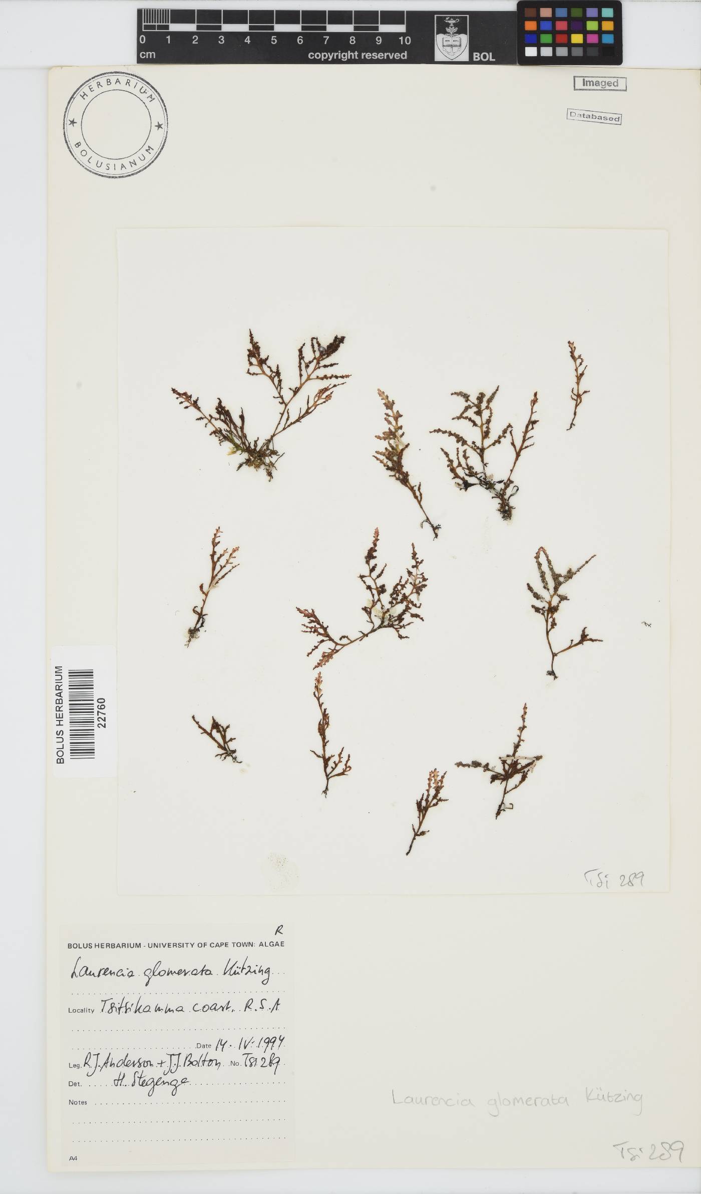 Laurencia glomerata image