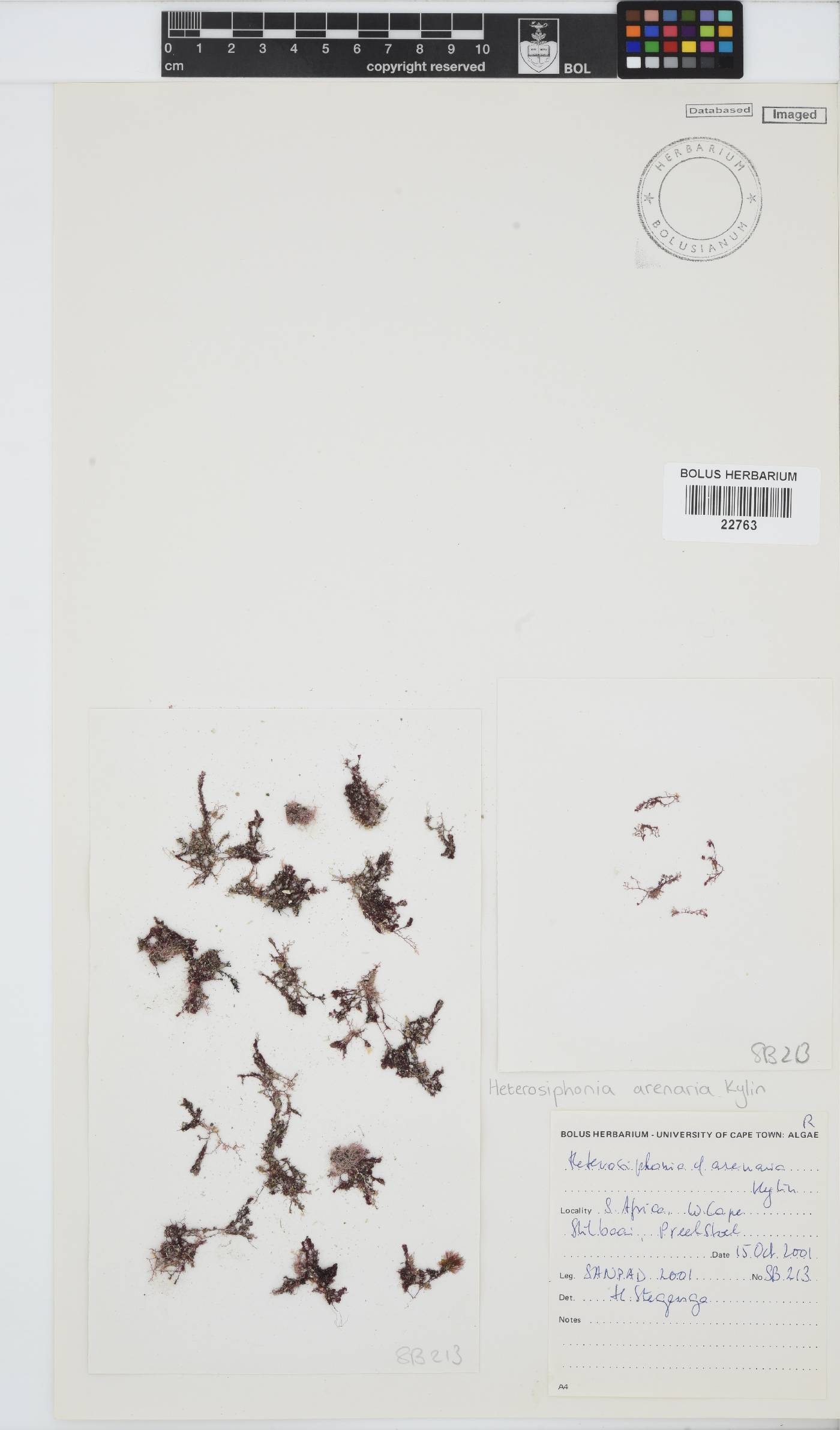 Heterosiphonia image