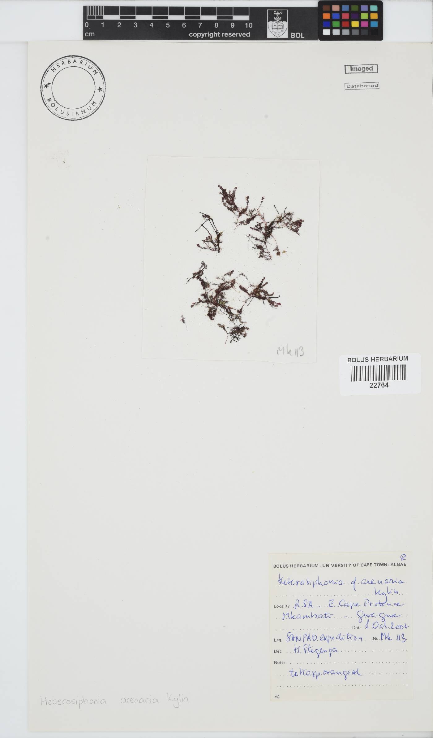Heterosiphonia image