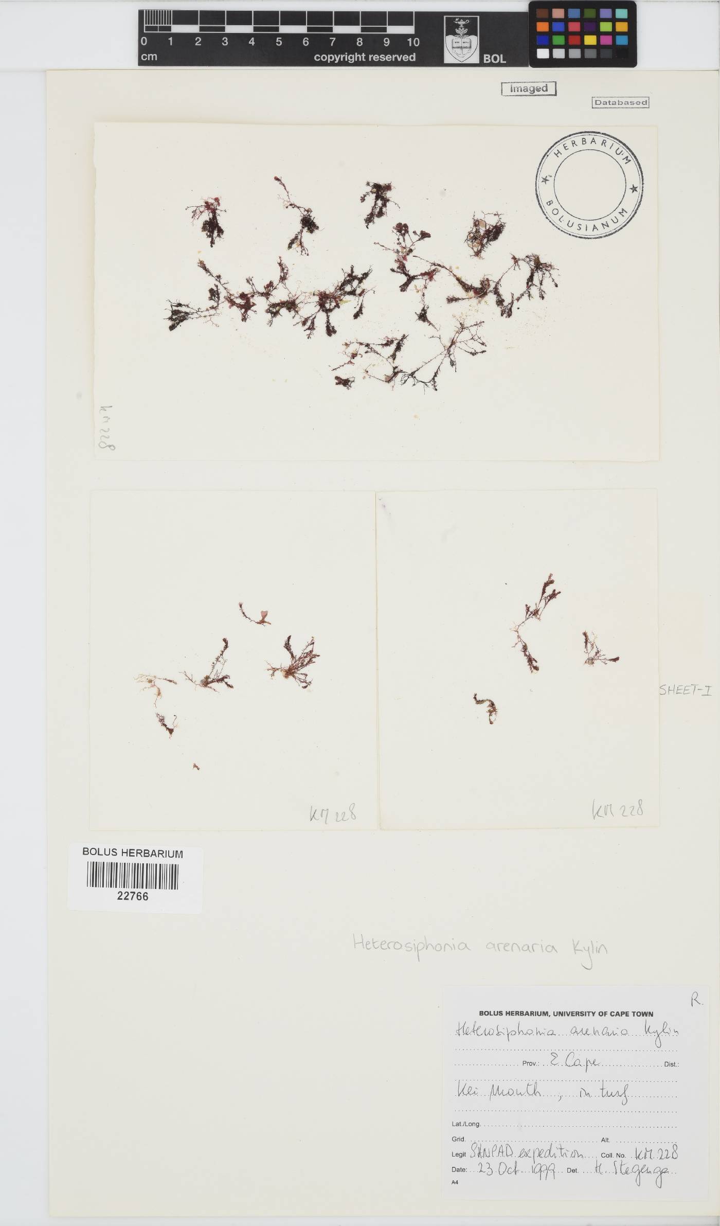 Heterosiphonia arenaria image
