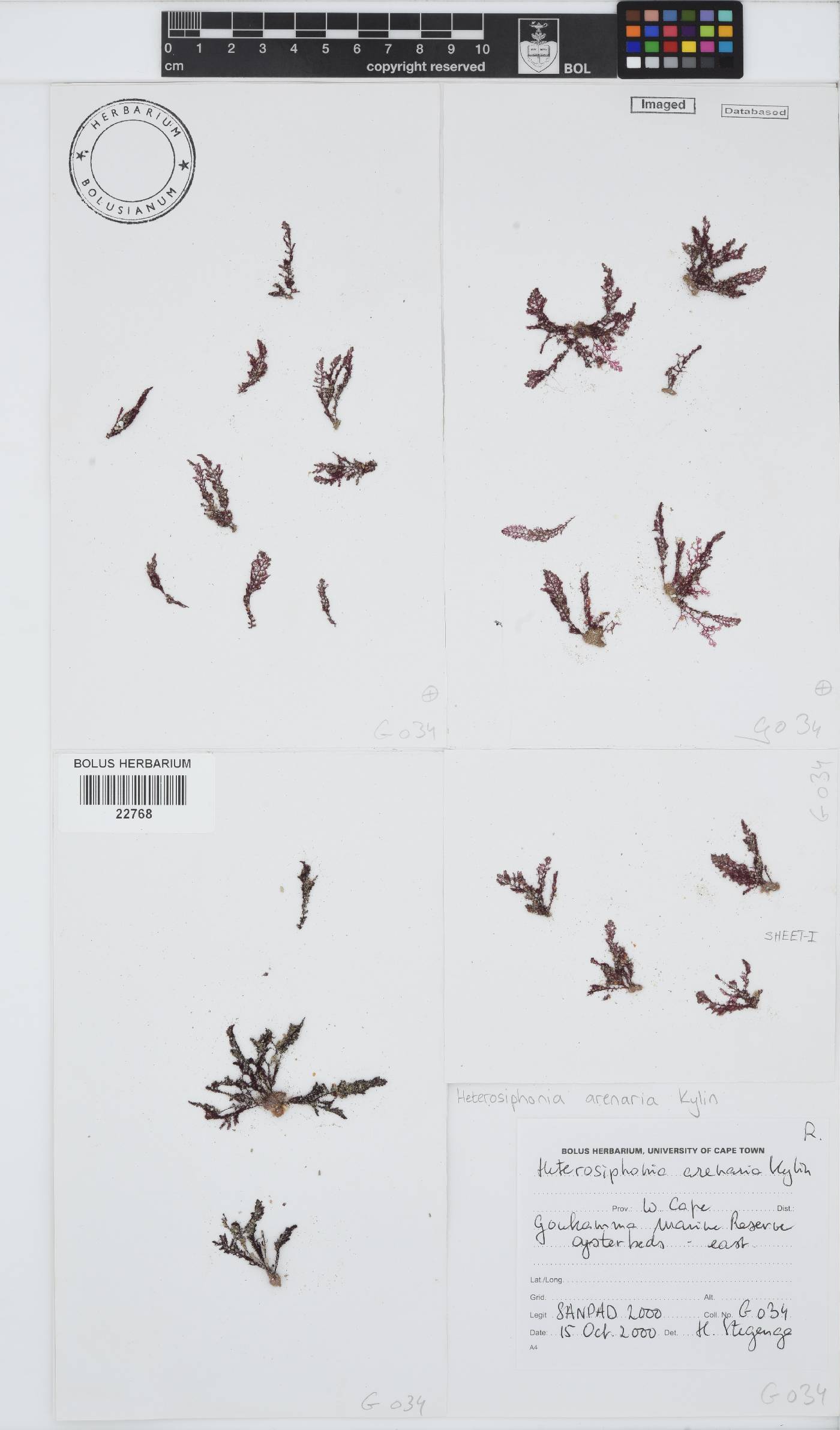 Heterosiphonia arenaria image