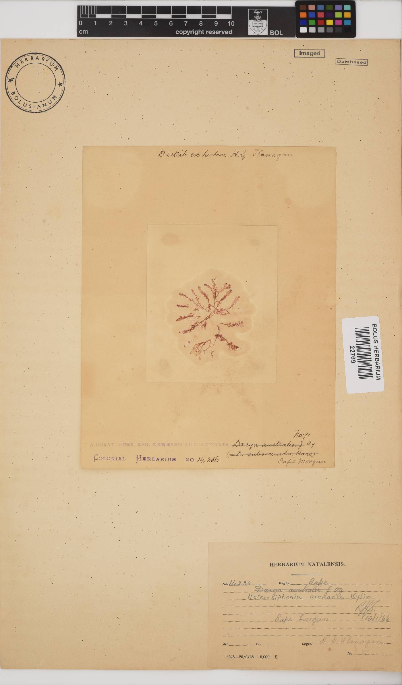 Heterosiphonia arenaria image