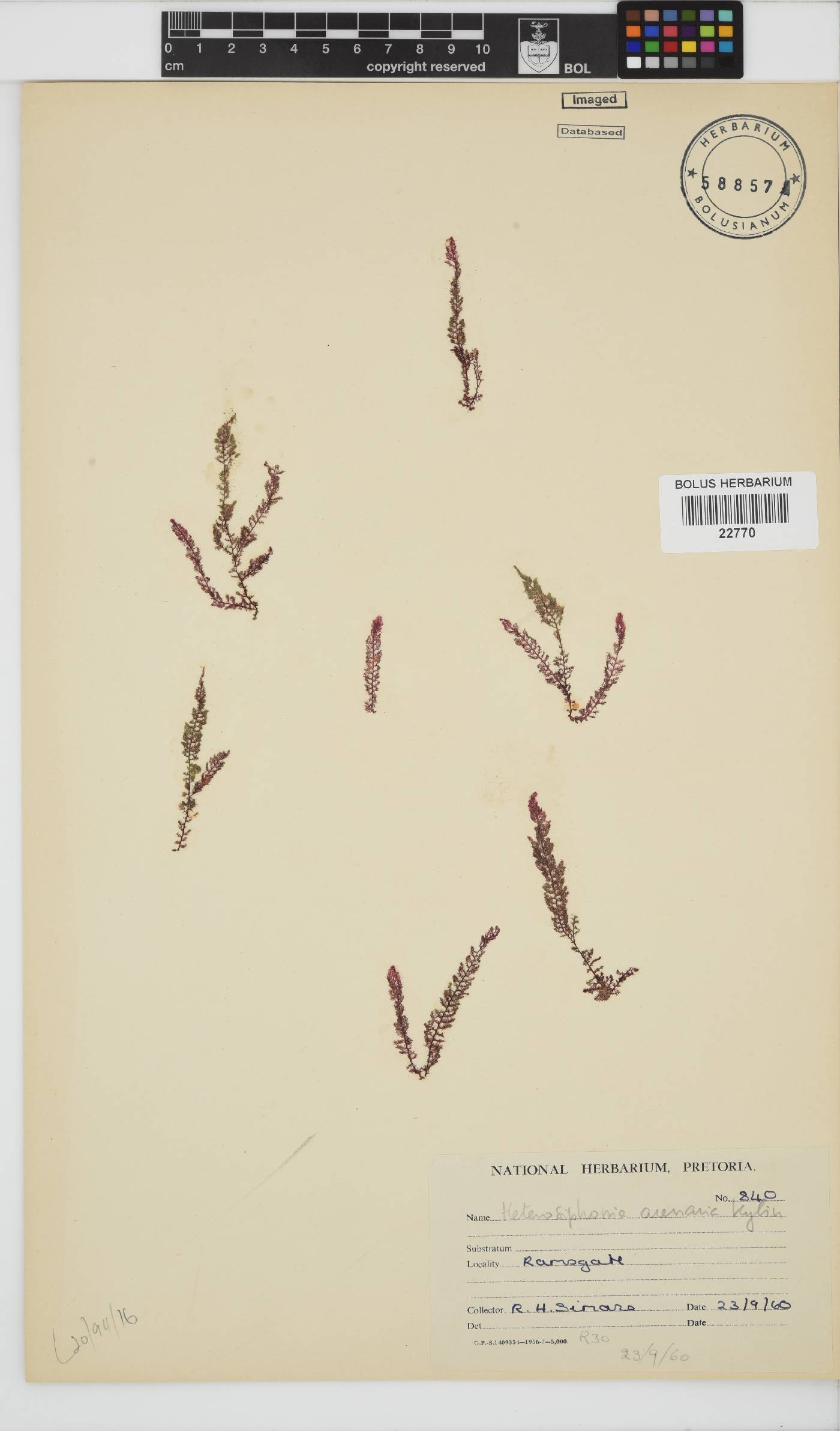 Heterosiphonia arenaria image