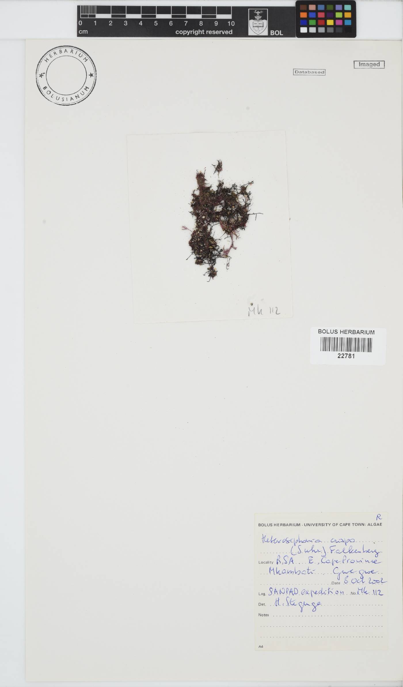 Heterosiphonia crispa image