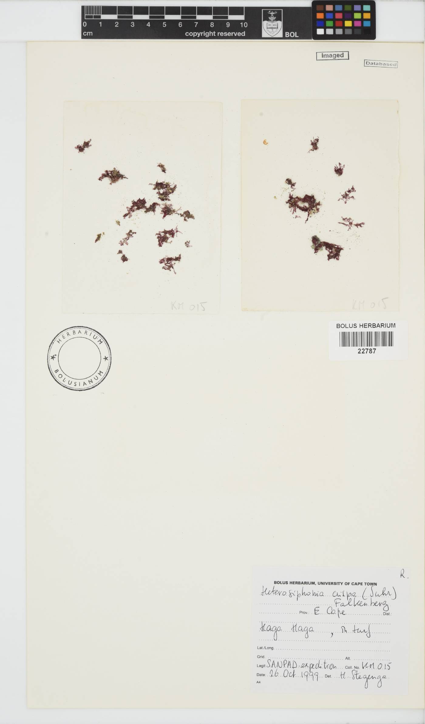 Heterosiphonia crispa image