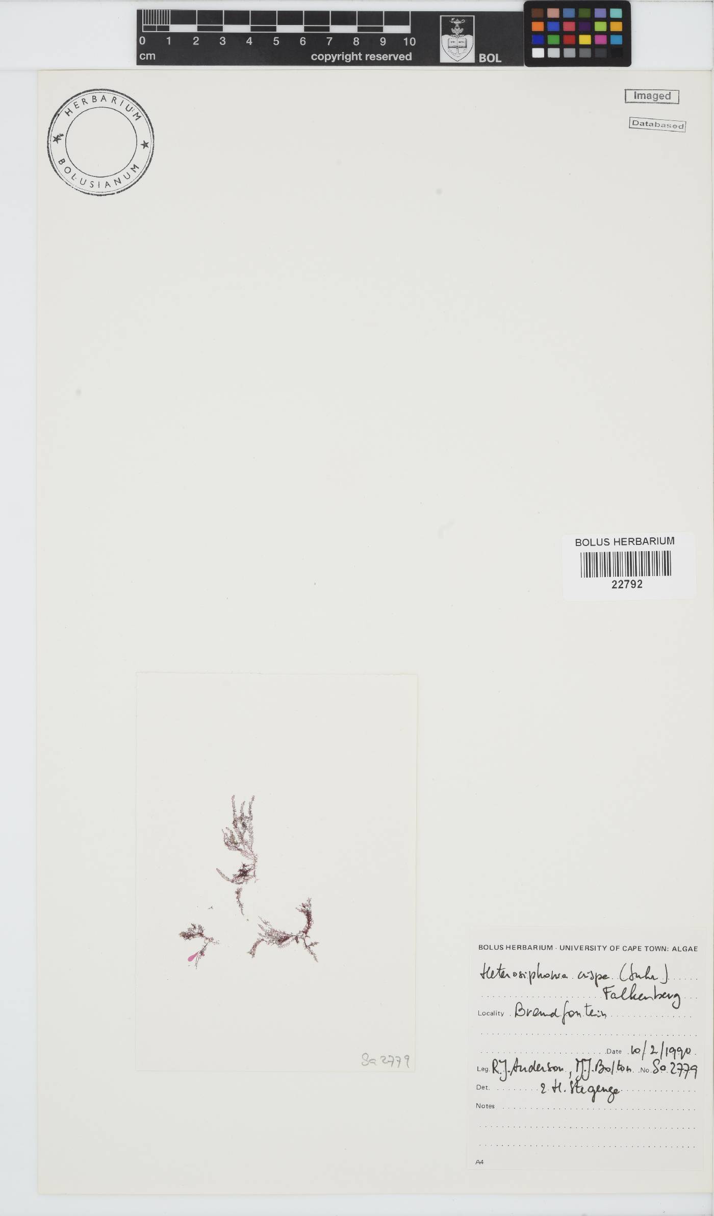 Heterosiphonia crispa image