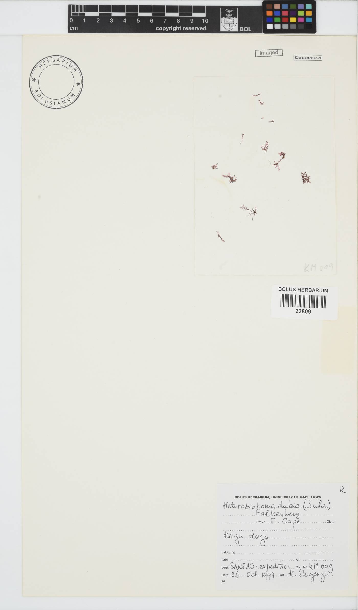Heterosiphonia dubia image
