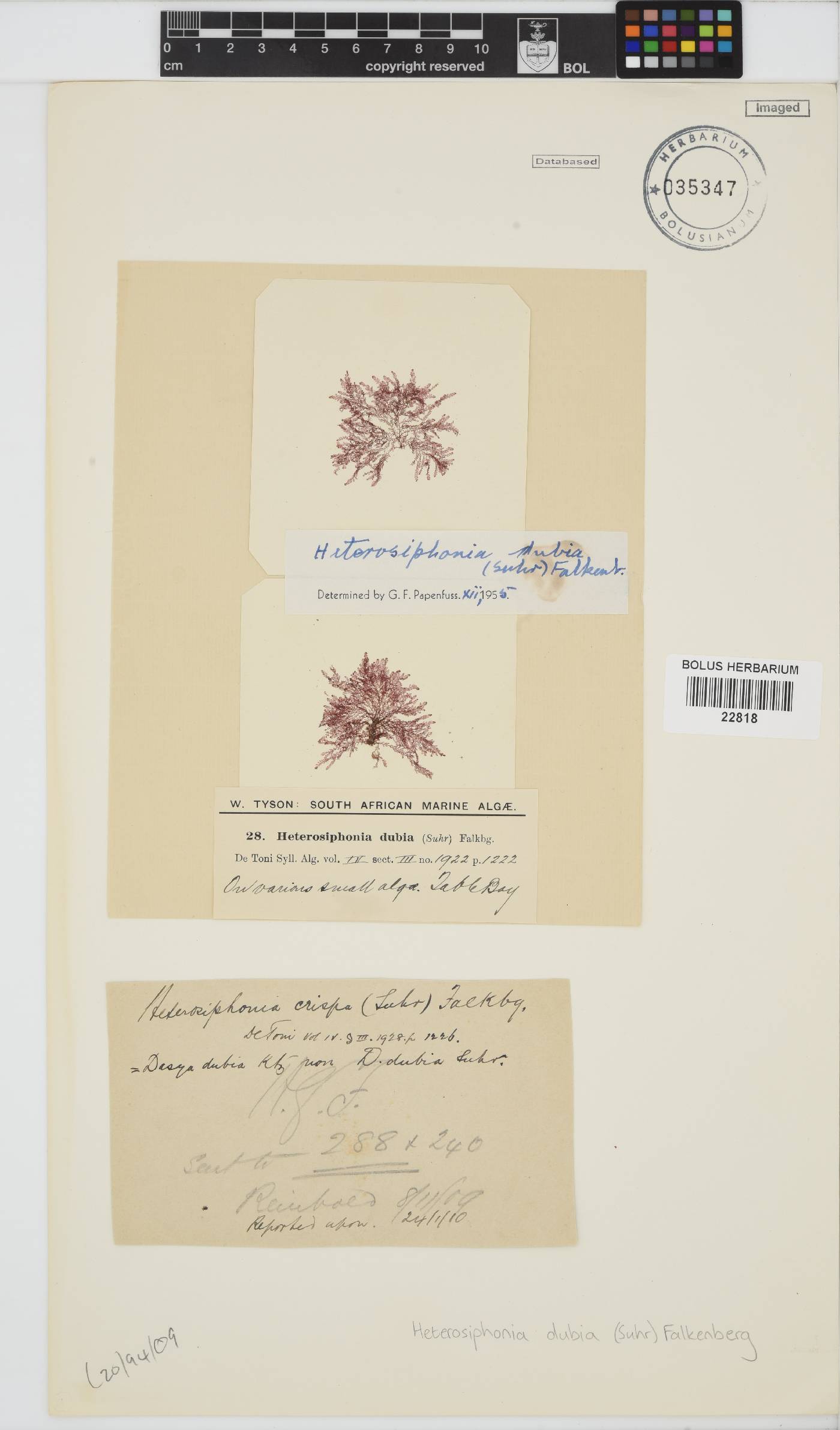 Heterosiphonia dubia image