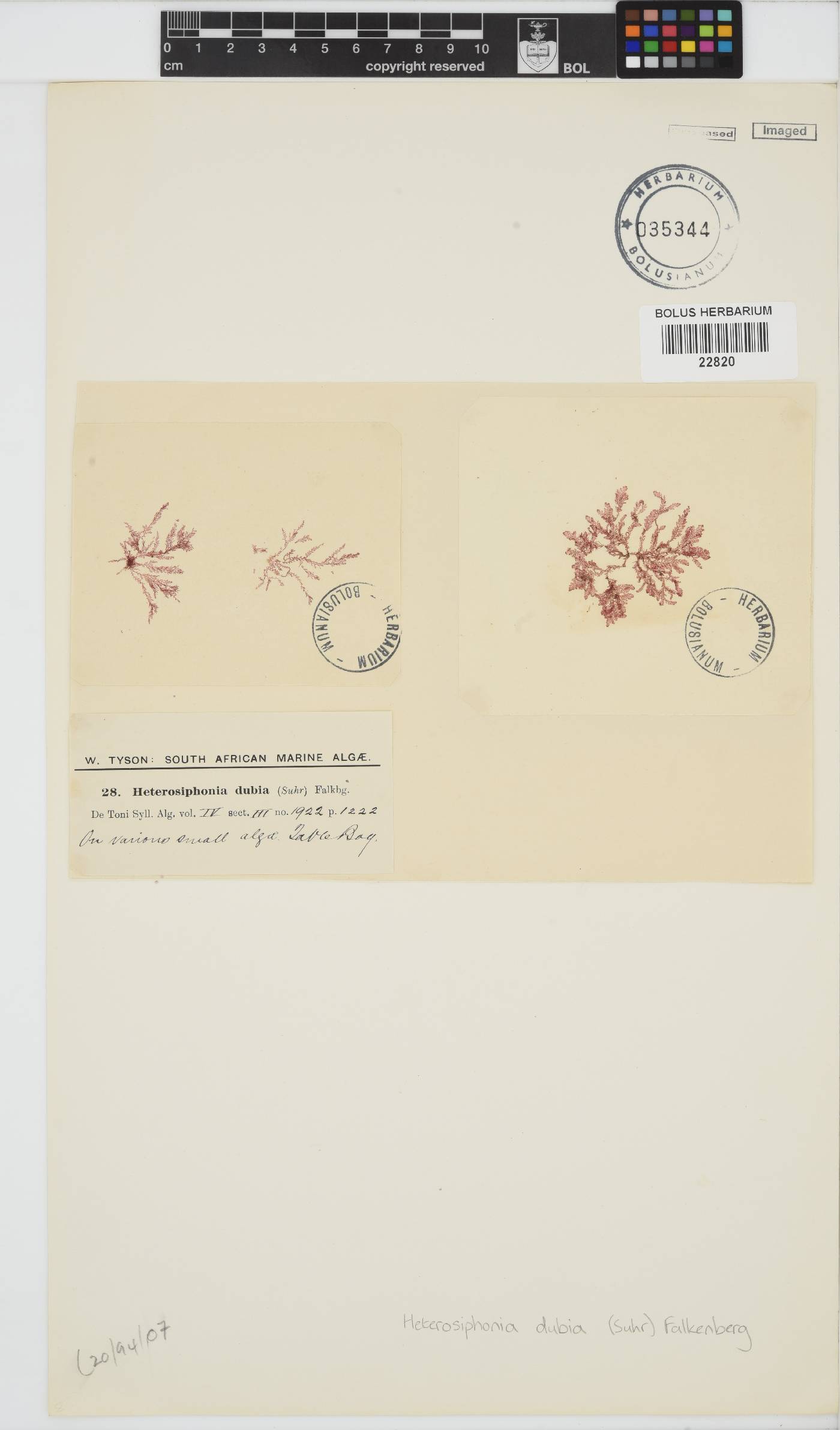 Heterosiphonia dubia image
